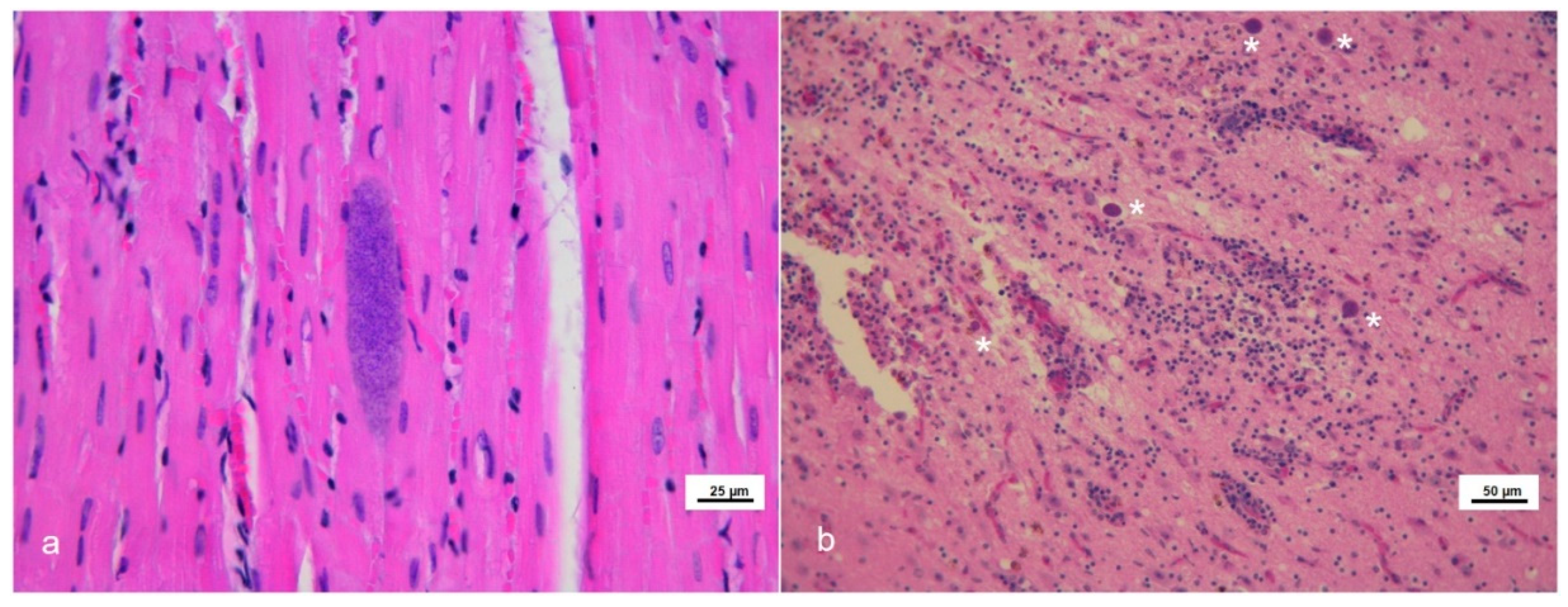Pathogens 11 00909 g001