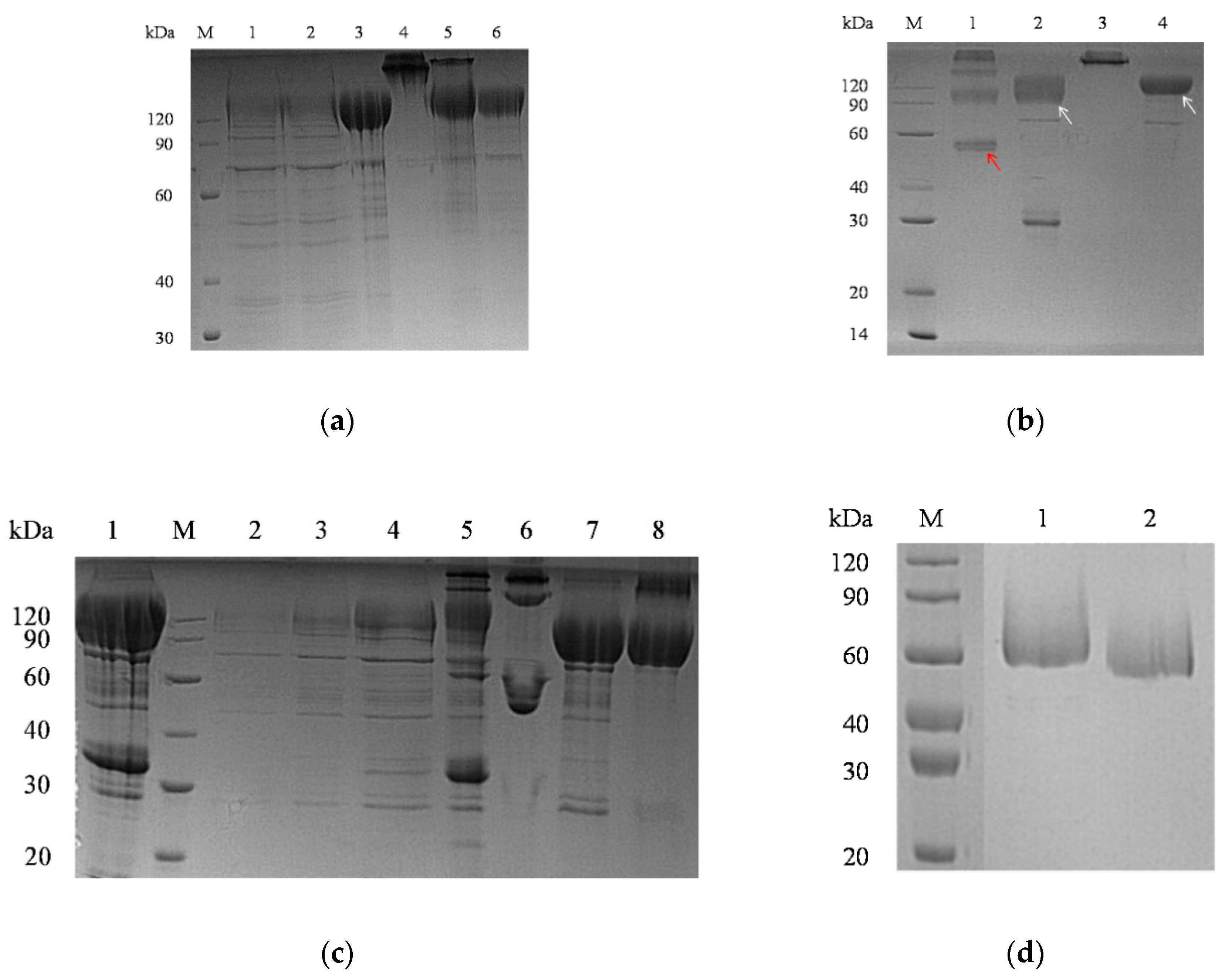 Pathogens 11 00910 g002 550