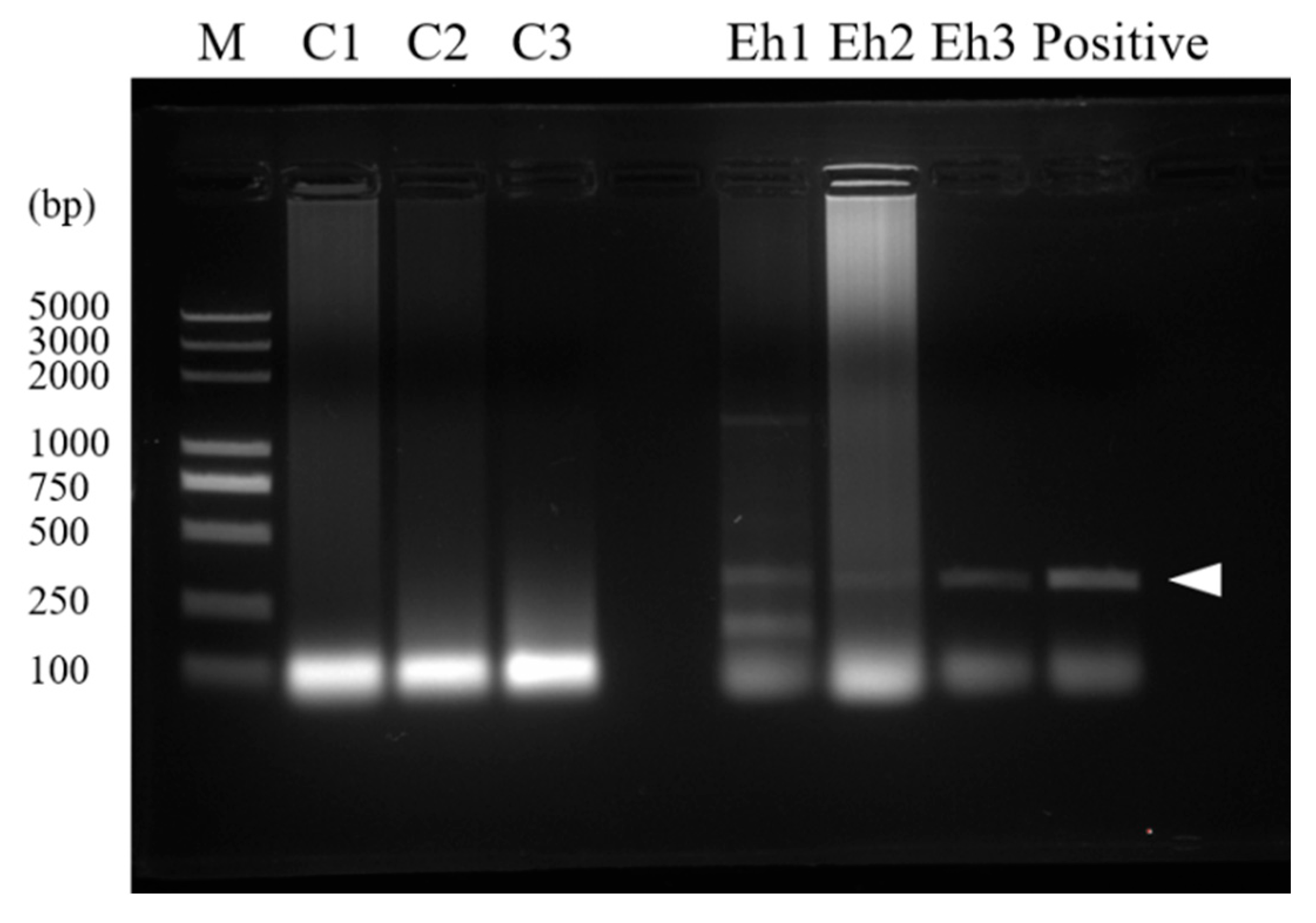 Pathogens 11 00914 g001
