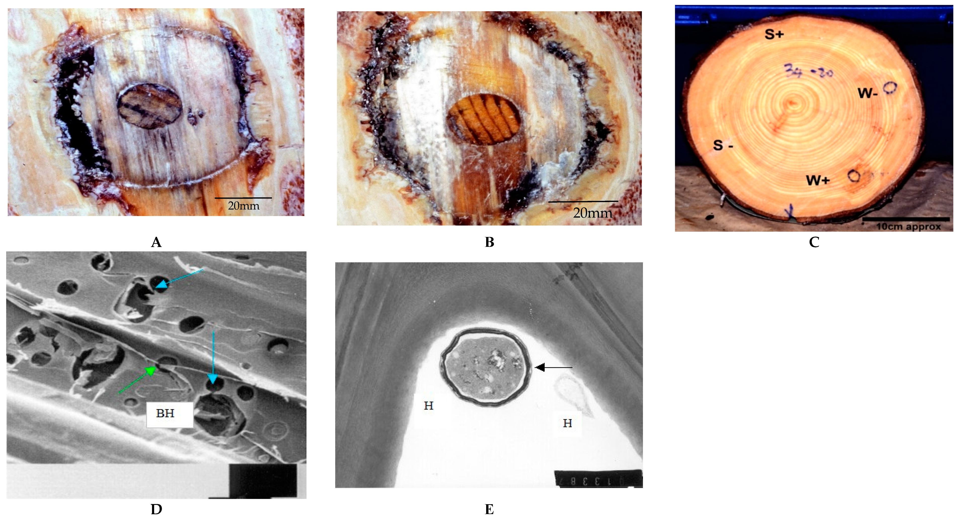 Pathogens 11 00937 g003