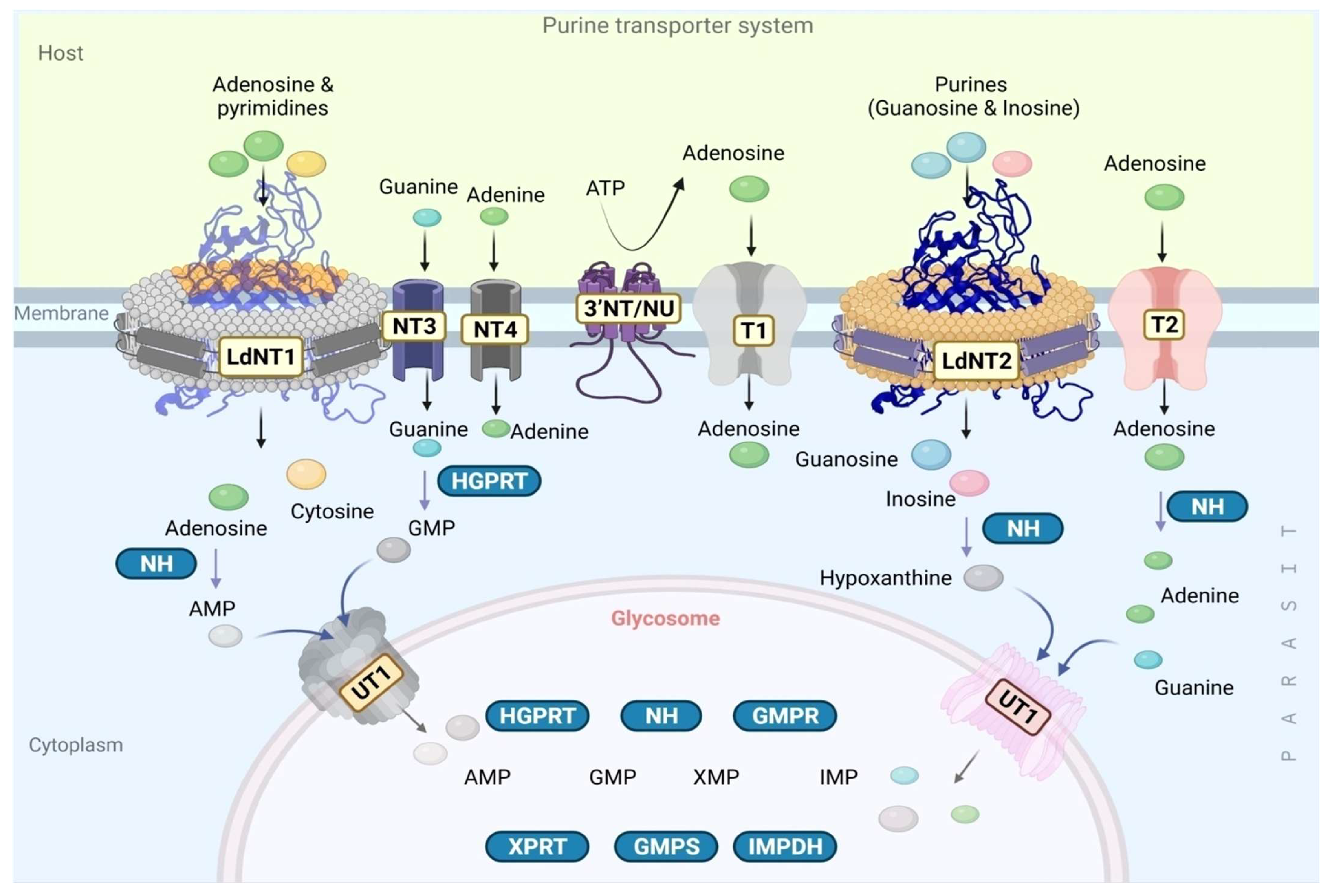 Pathogens 11 00950 g006