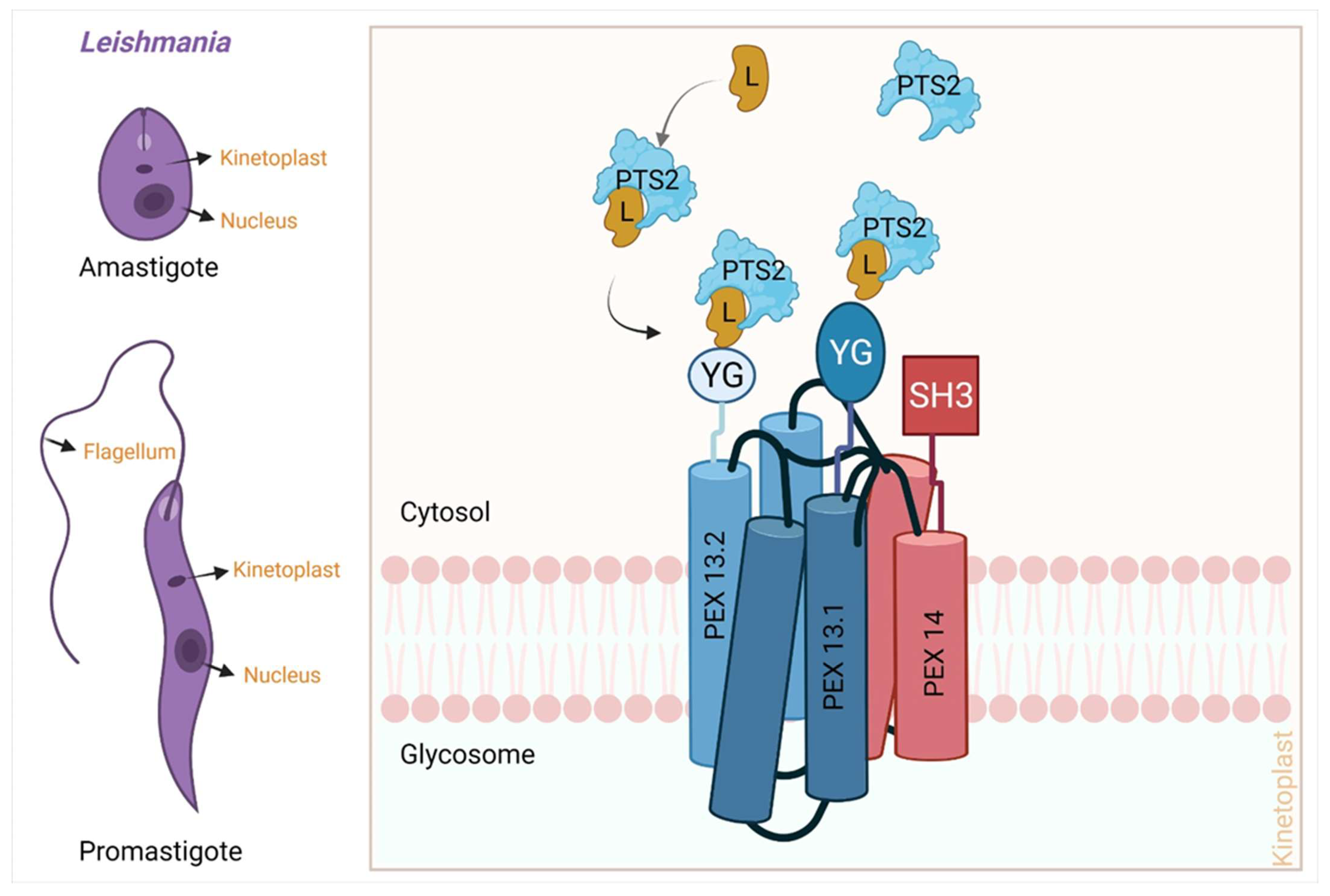 Pathogens 11 00950 g008