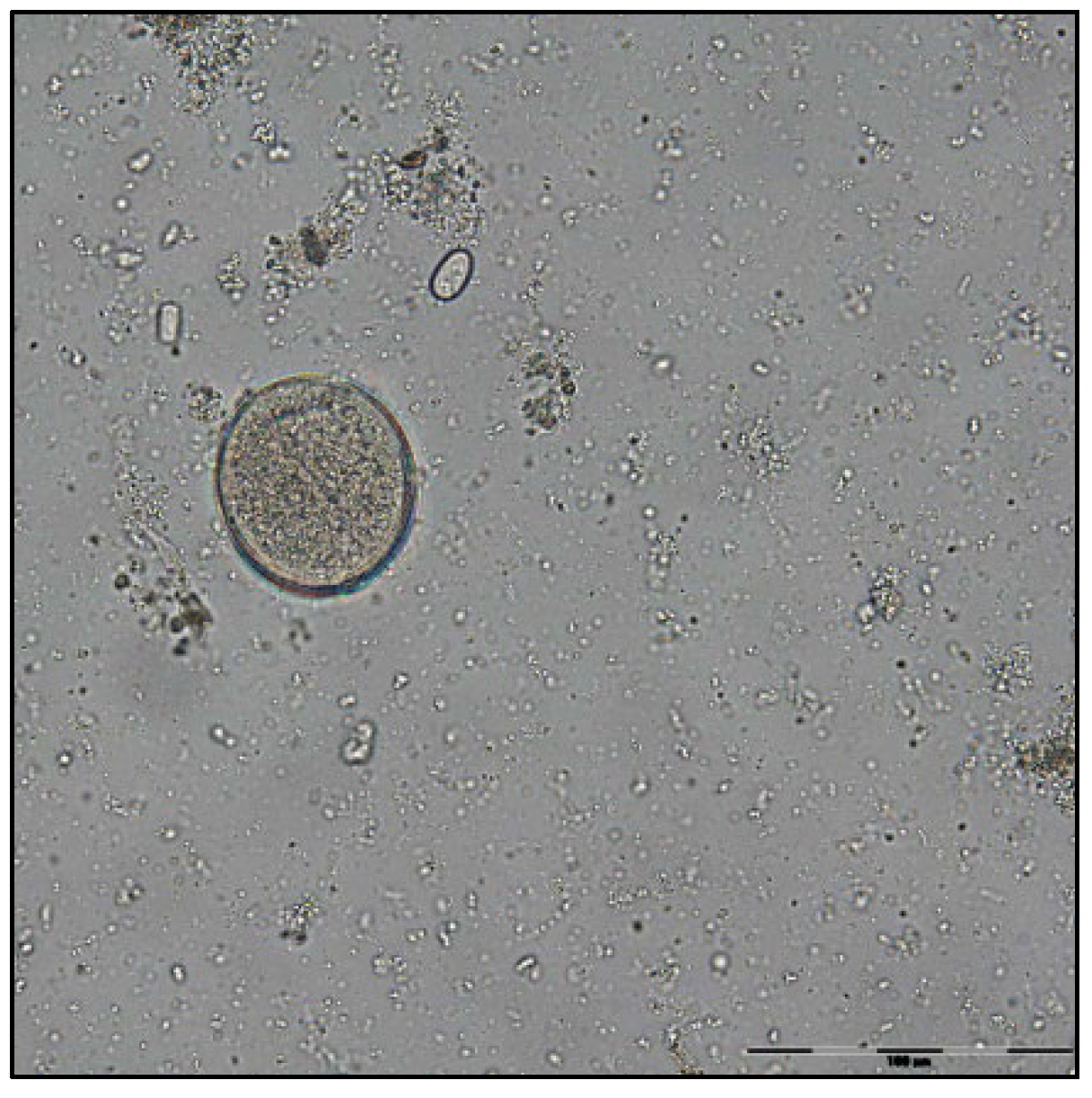 Pathogens 11 00954 g002 Pathogens 11 00954 g002