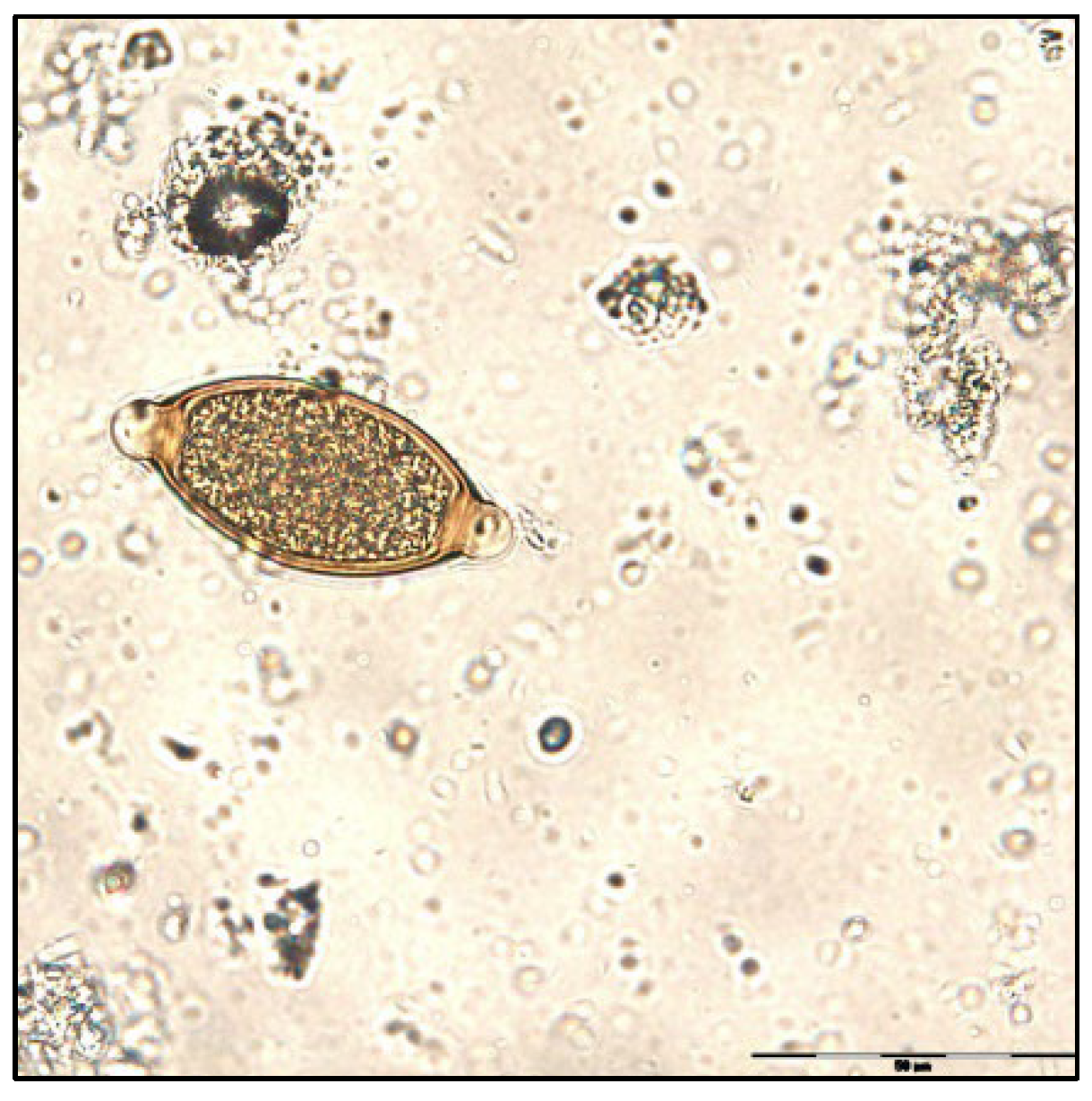 Pathogens 11 00954 g004 Pathogens 11 00954 g004