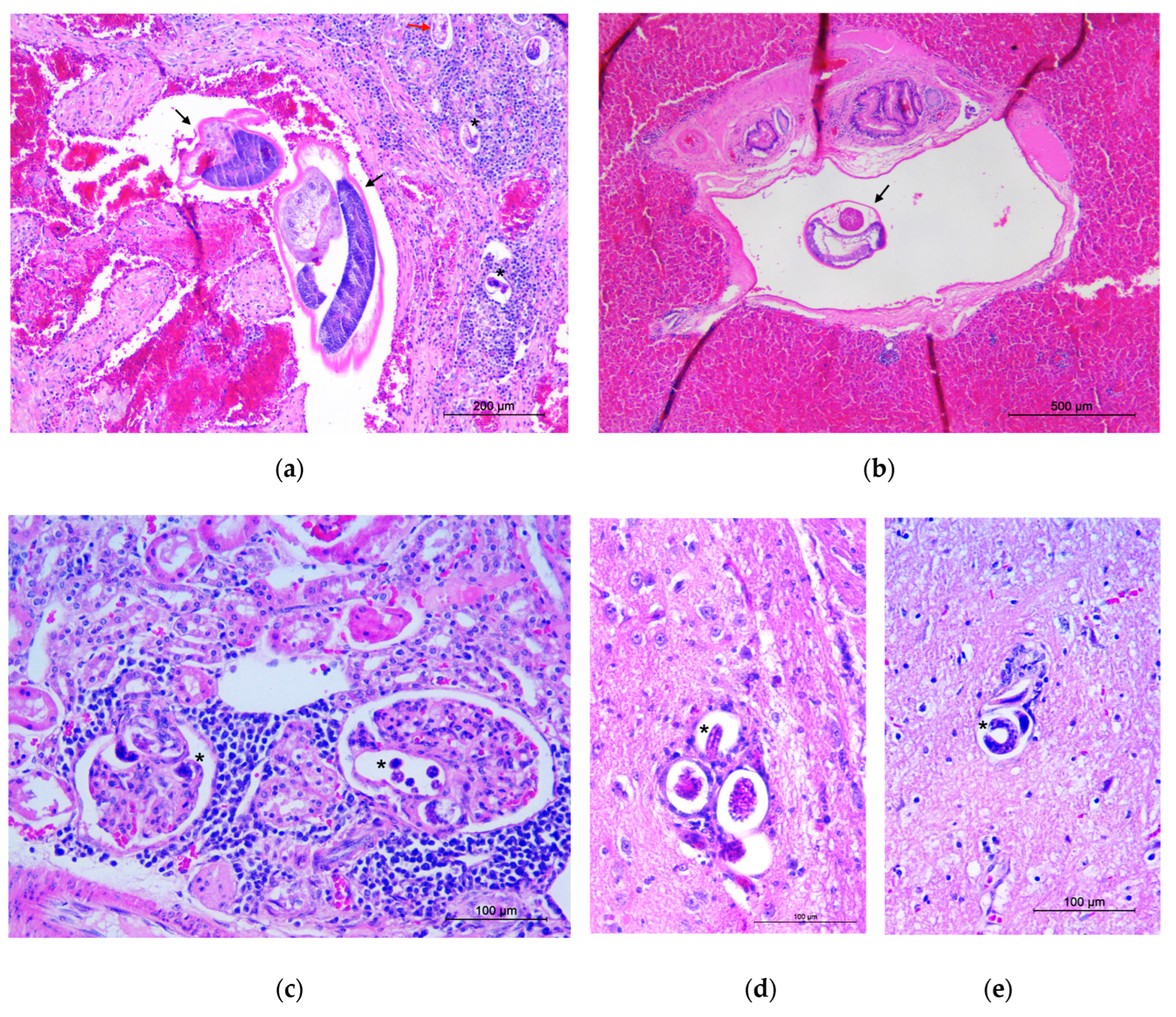 Pathogens 11 00965 g003