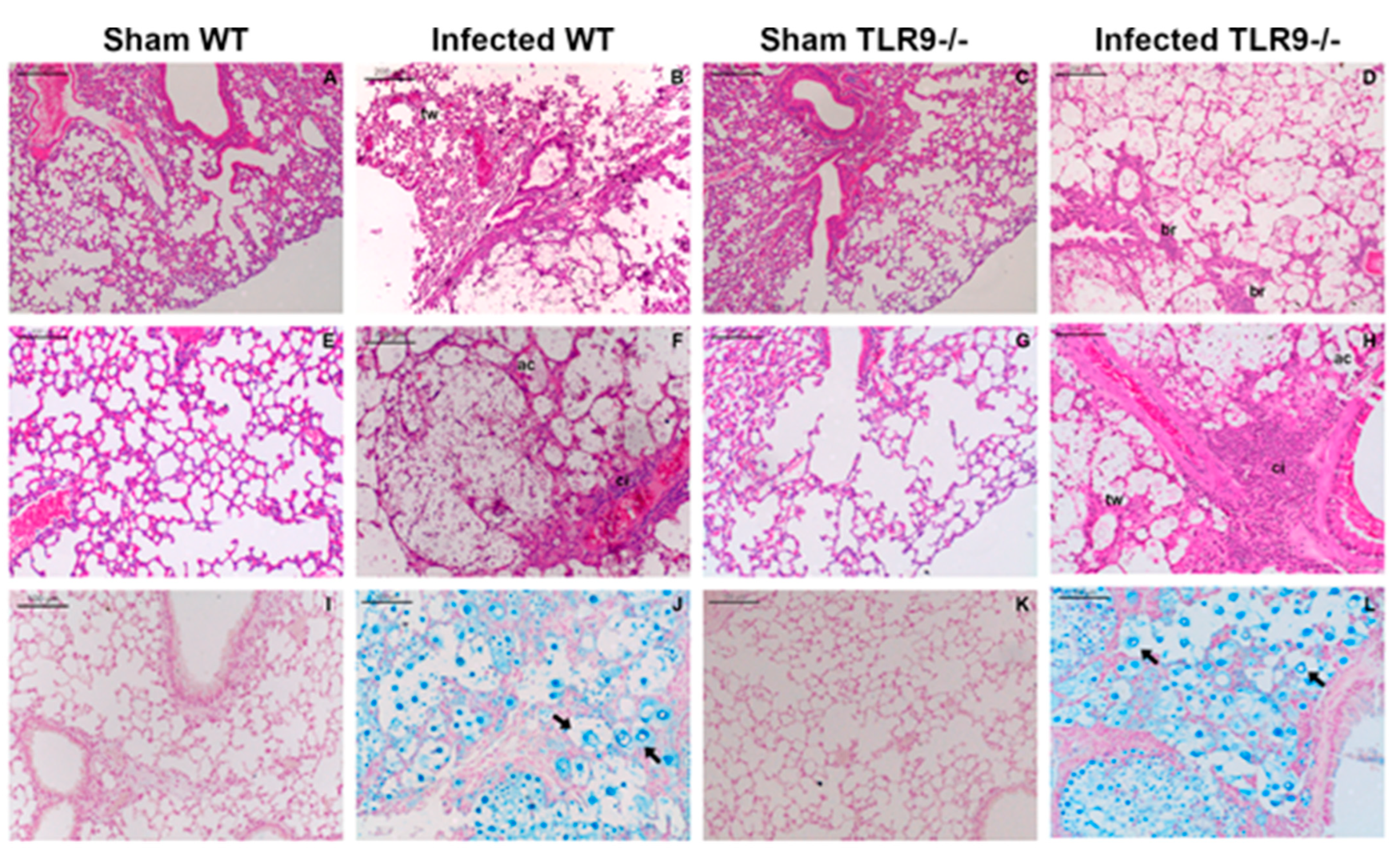 Pathogens 11 00987 g001 550