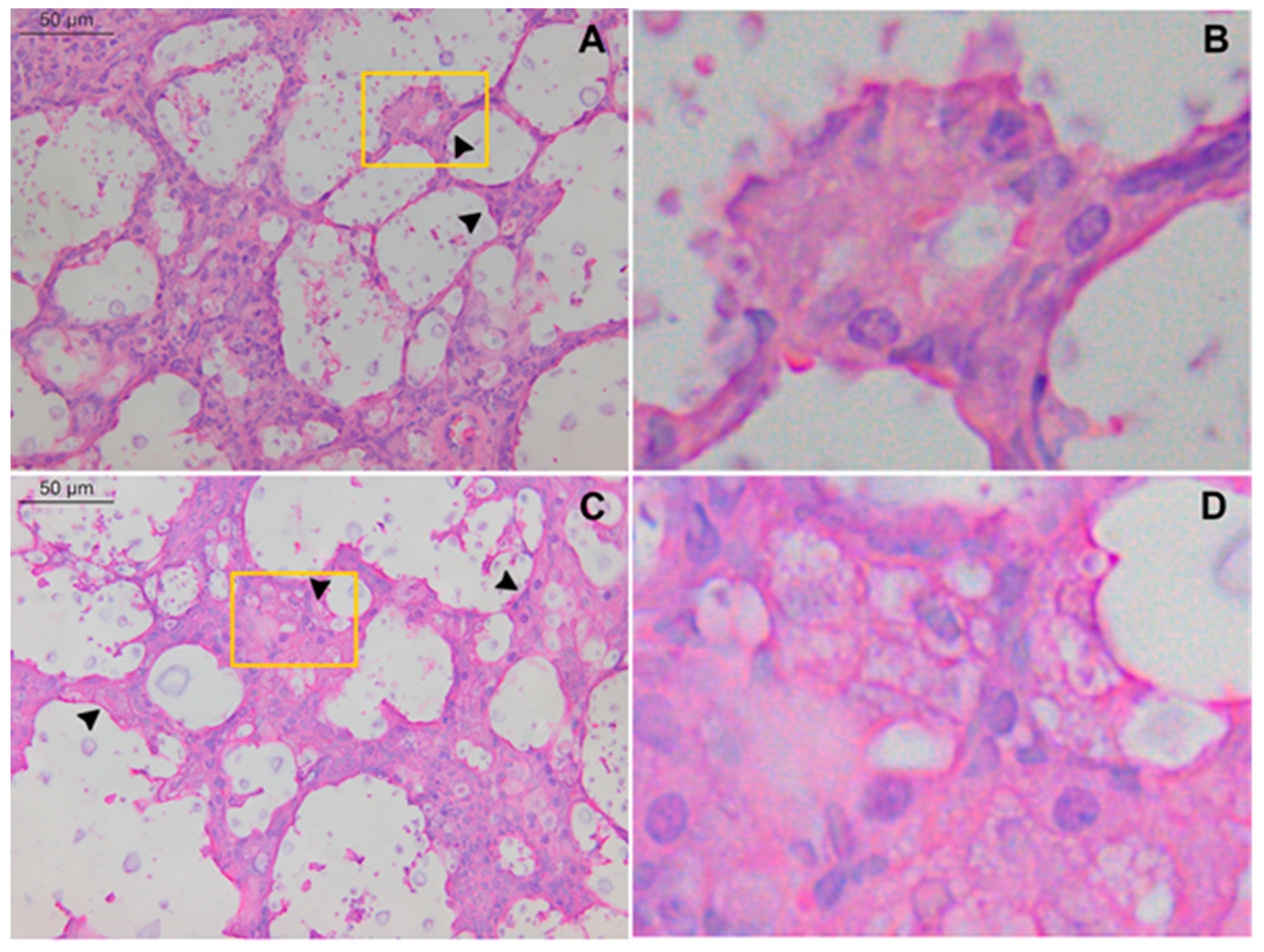 Pathogens 11 00987 g003 550
