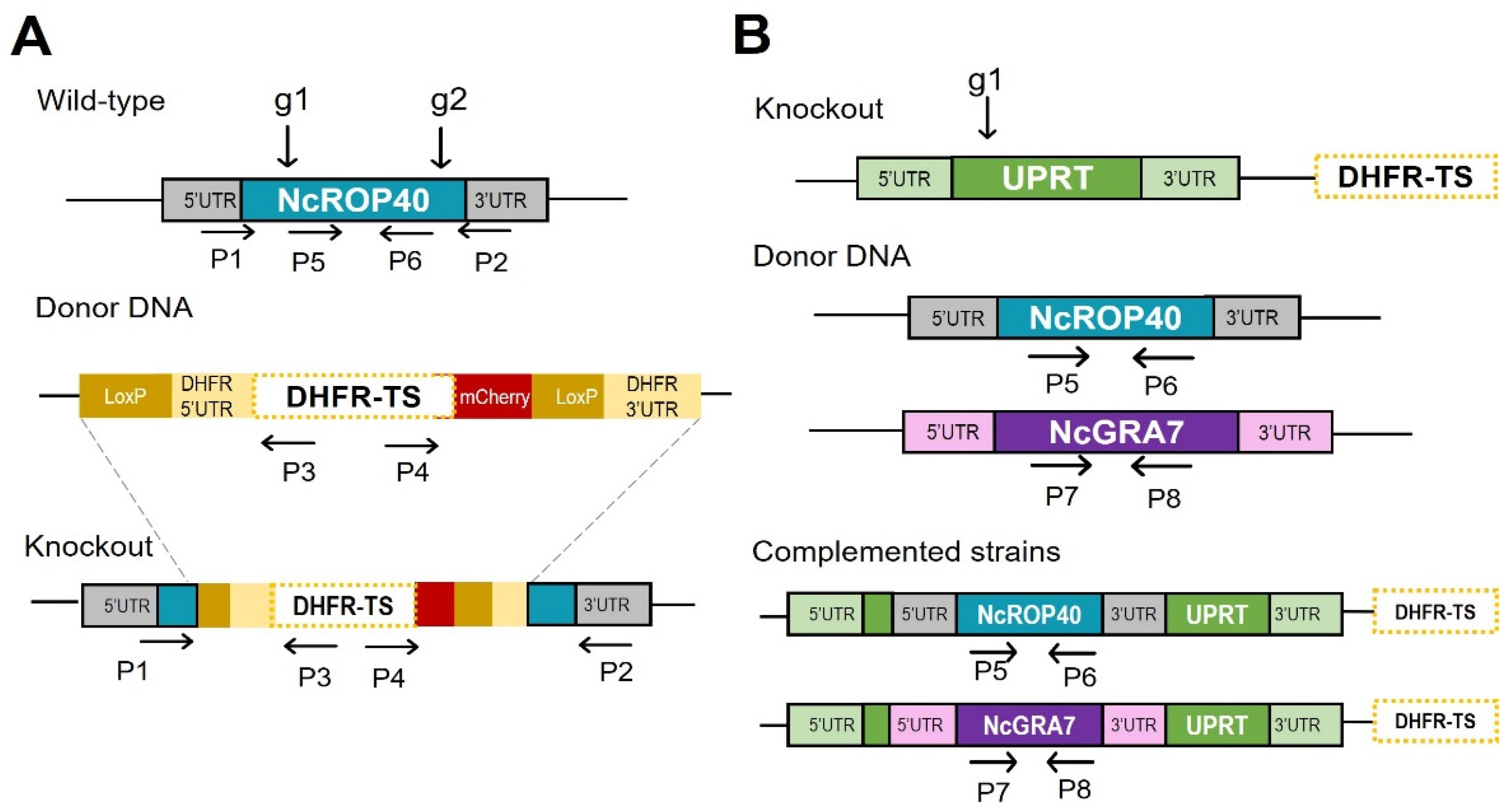 Pathogens 11 00998 g001 Pathogens 11 00998 g001