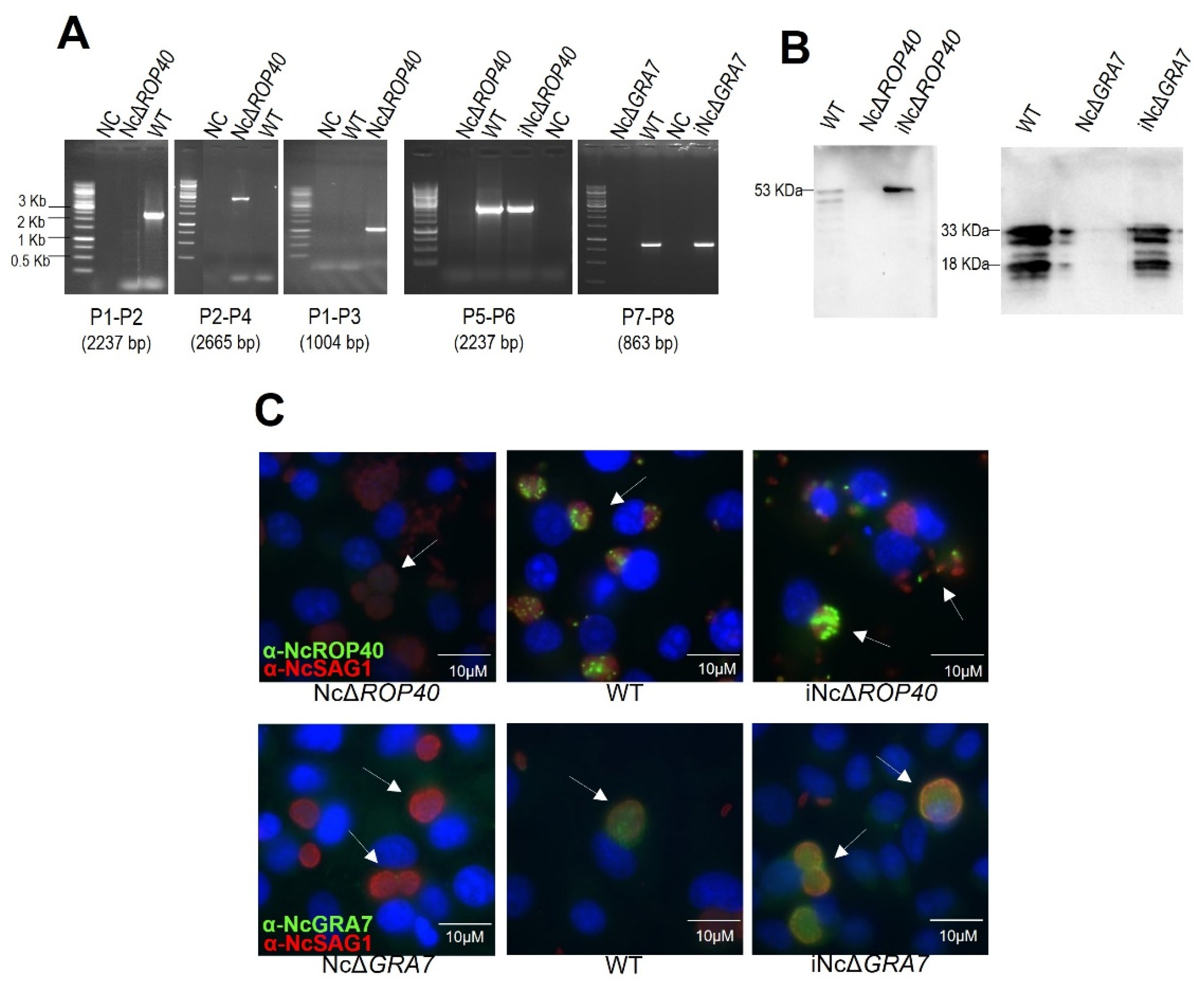 Pathogens 11 00998 g002 Pathogens 11 00998 g002