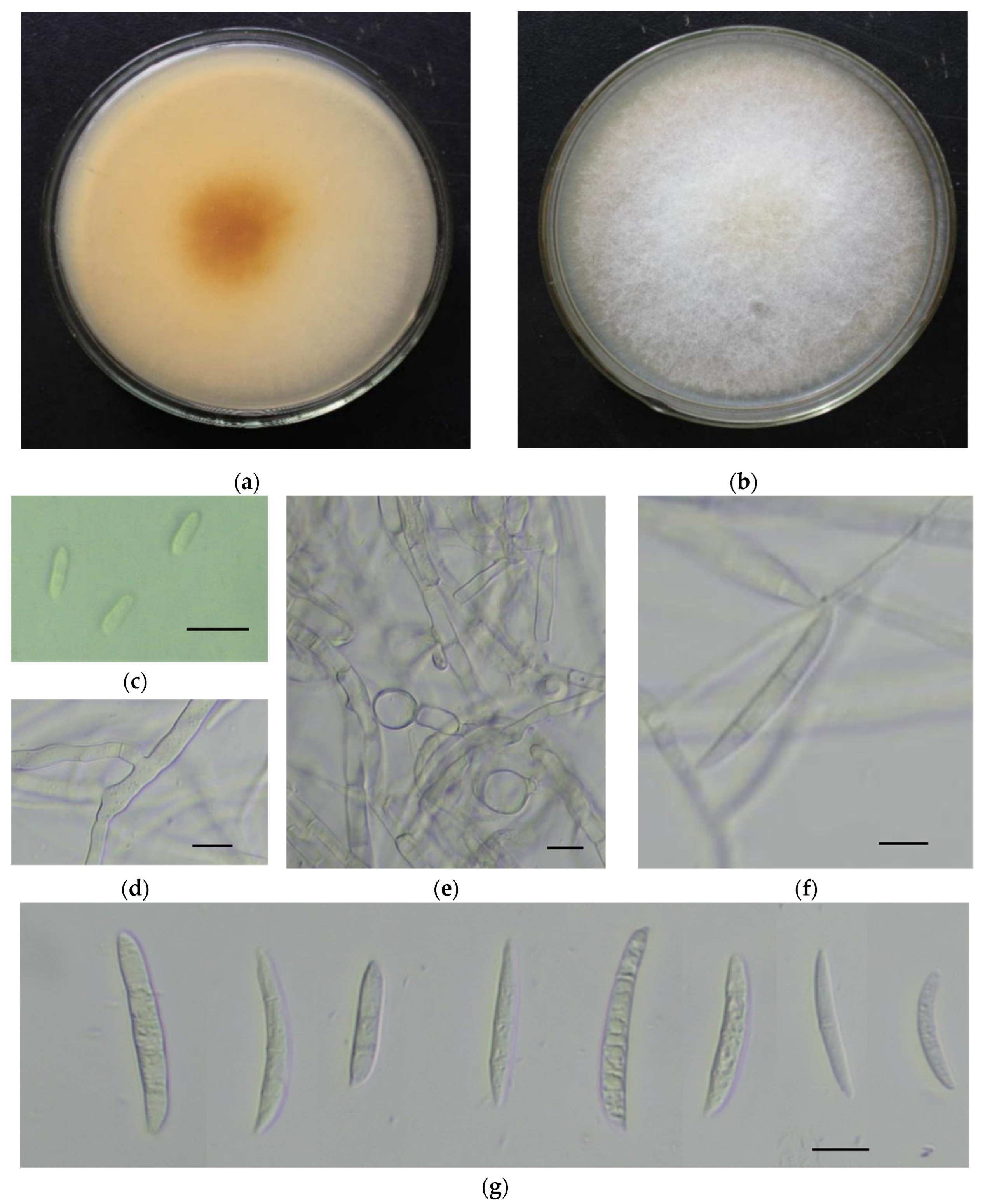 Pathogens 11 00999 g001 Pathogens 11 00999 g001