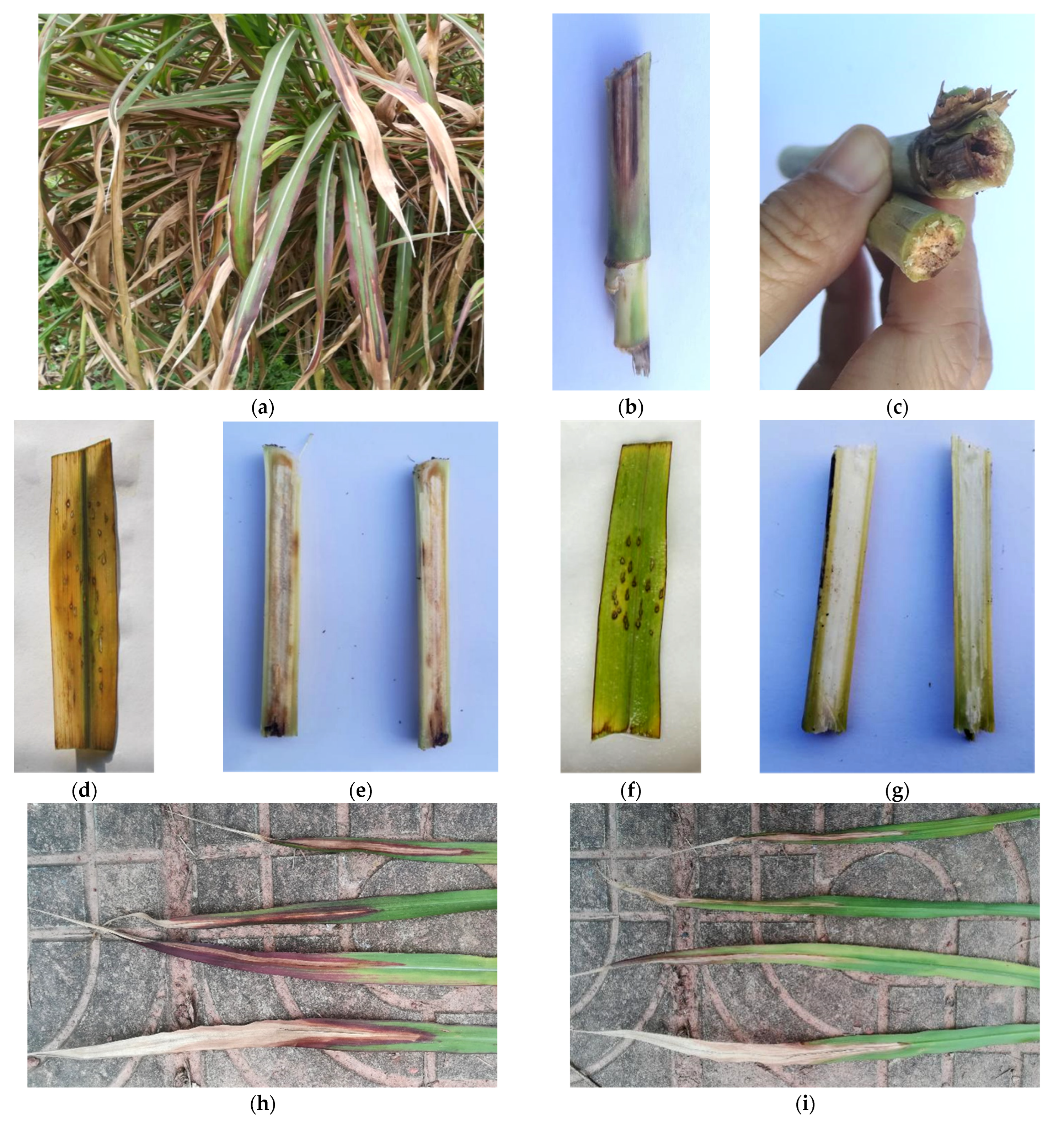 Pathogens 11 00999 g003 Pathogens 11 00999 g003