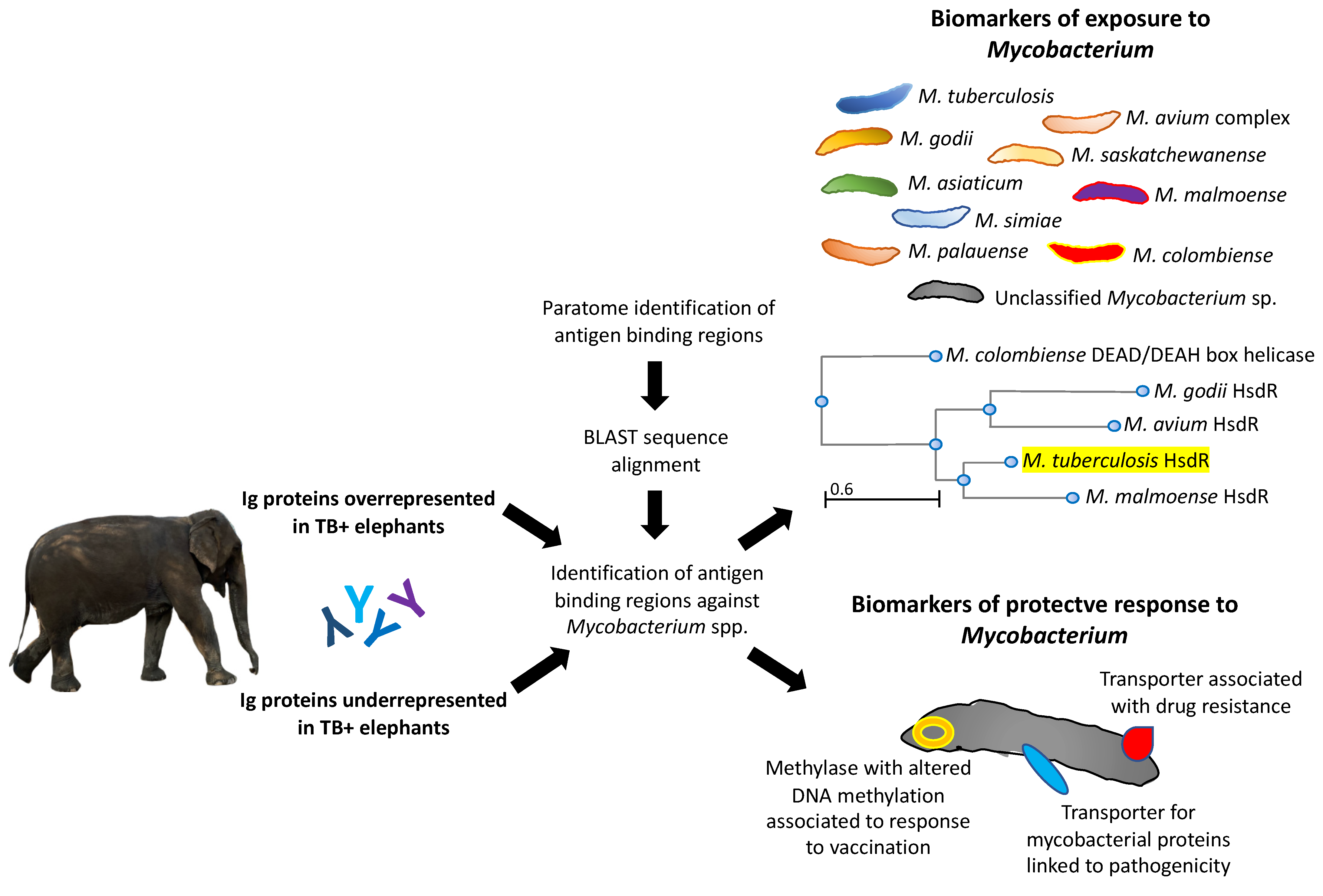 Pathogens 11 01010 g003 550