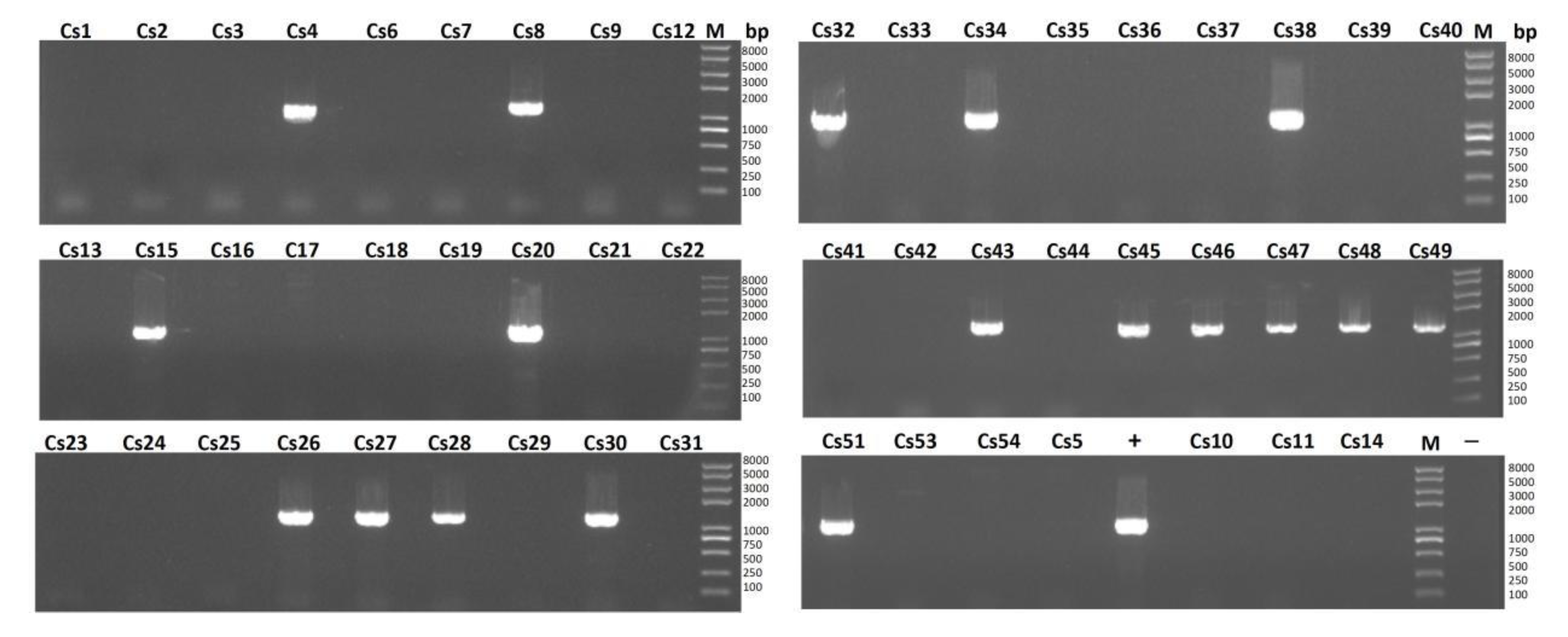Pathogens 11 01012 g004