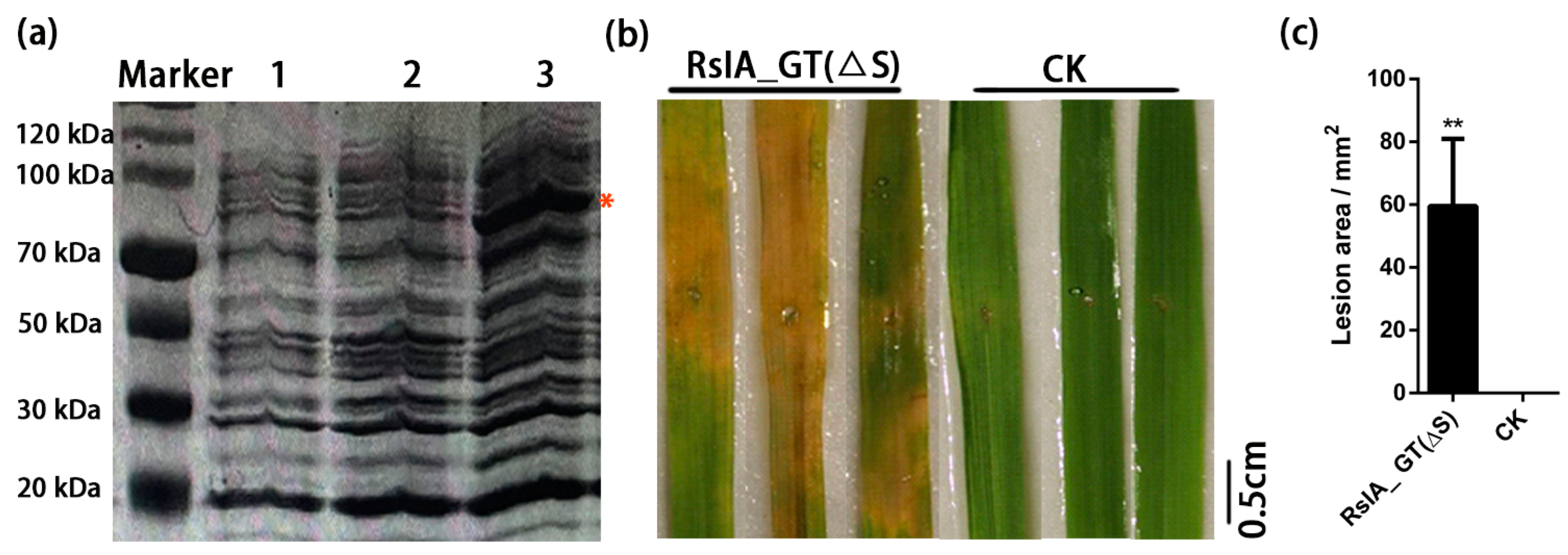 Pathogens 11 01026 g003 550