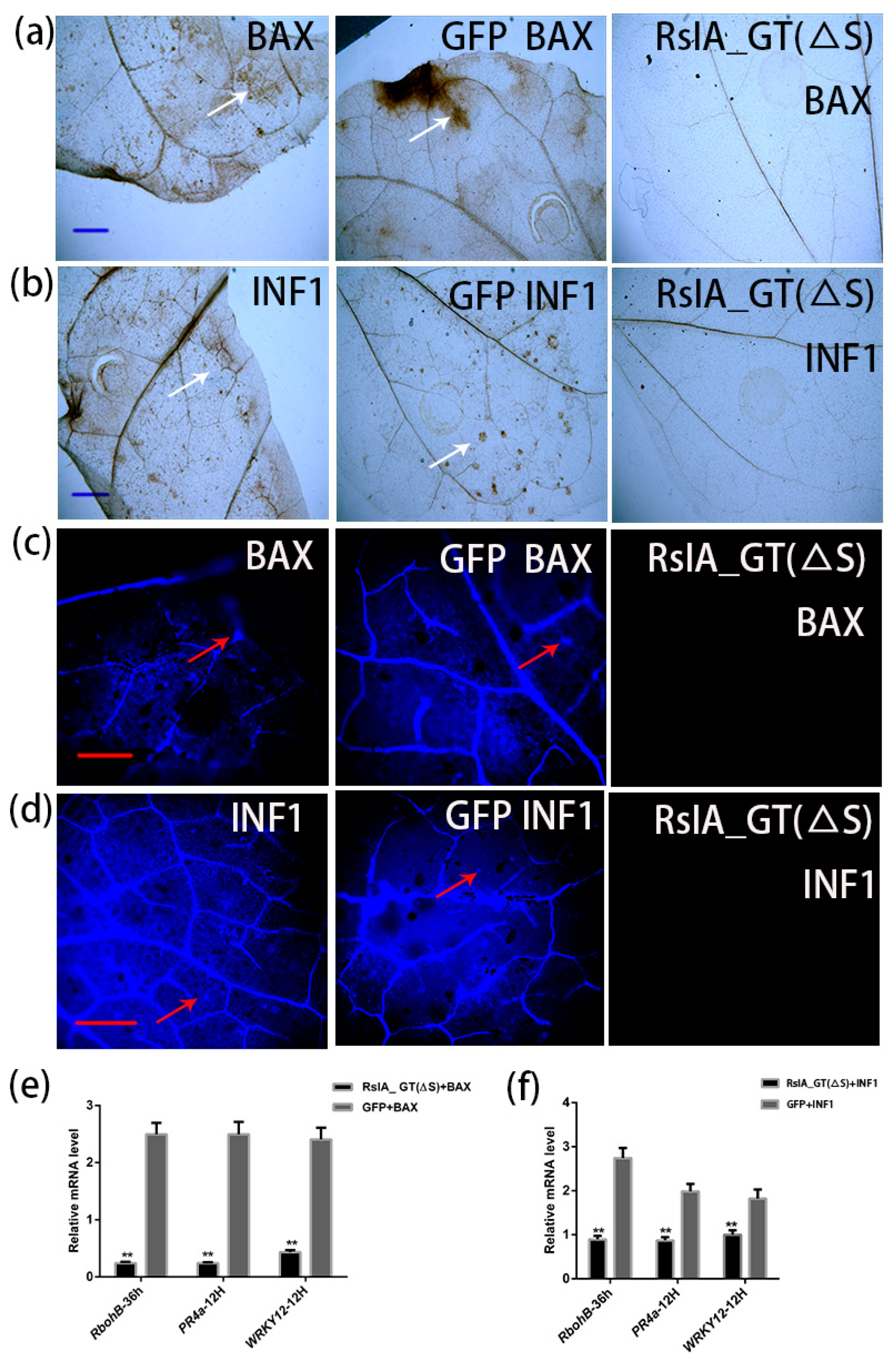 Pathogens 11 01026 g005 550