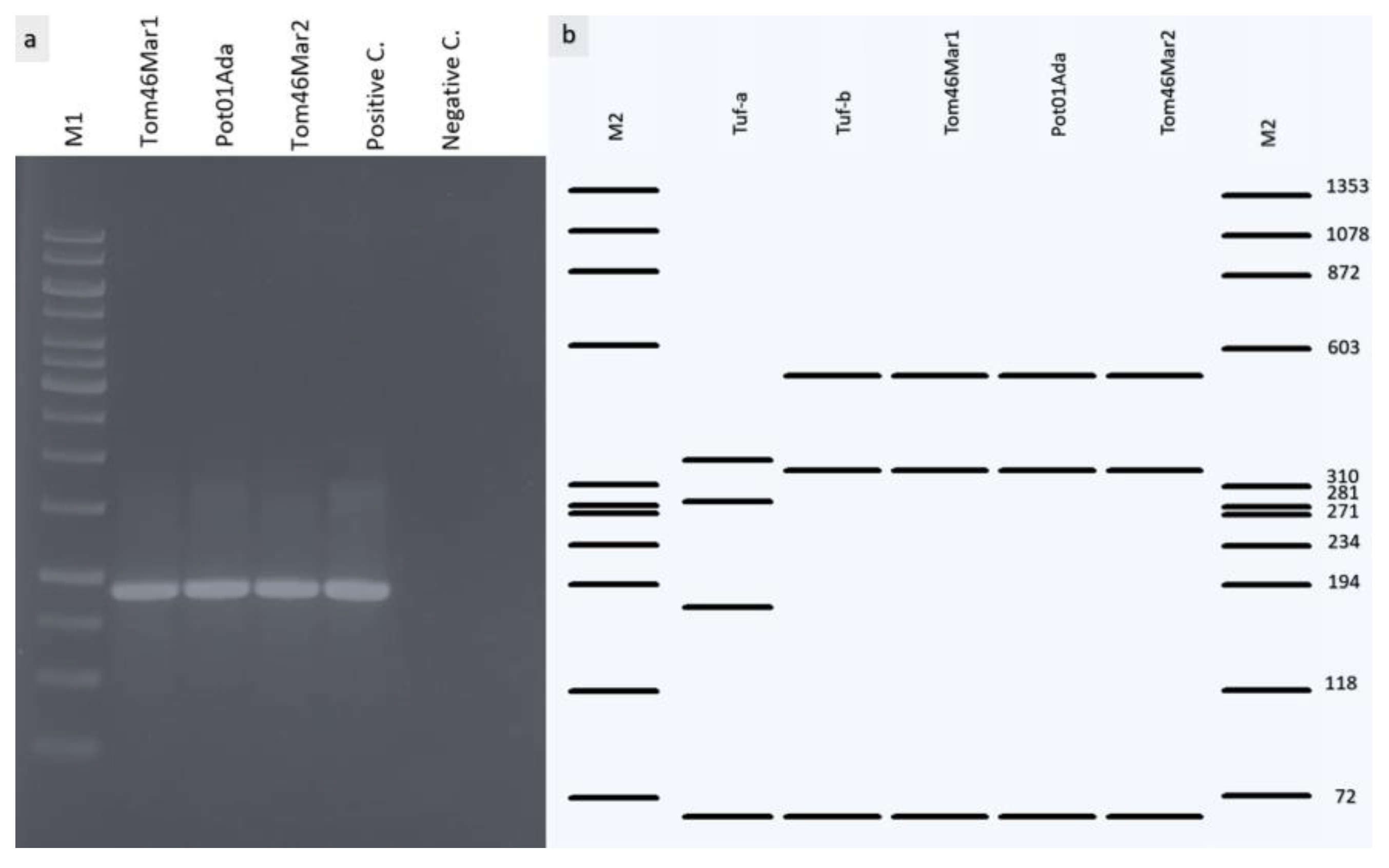 Pathogens 11 01031 g004