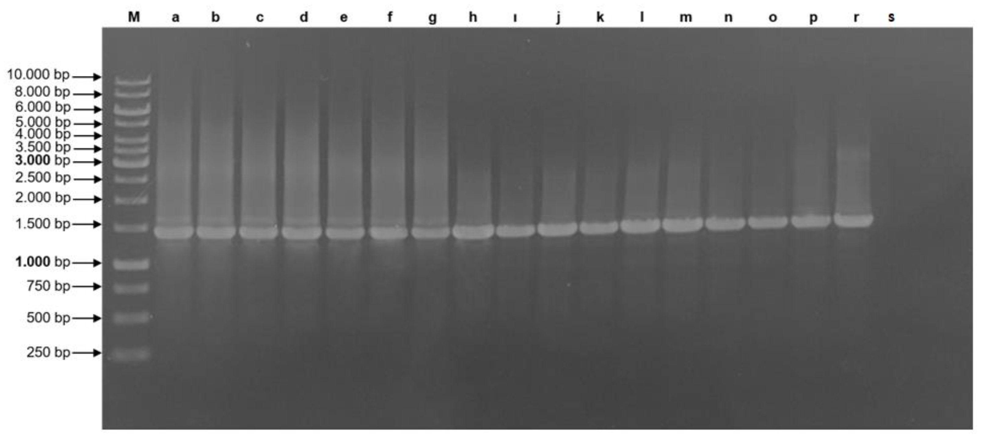 Pathogens 11 01031 g006