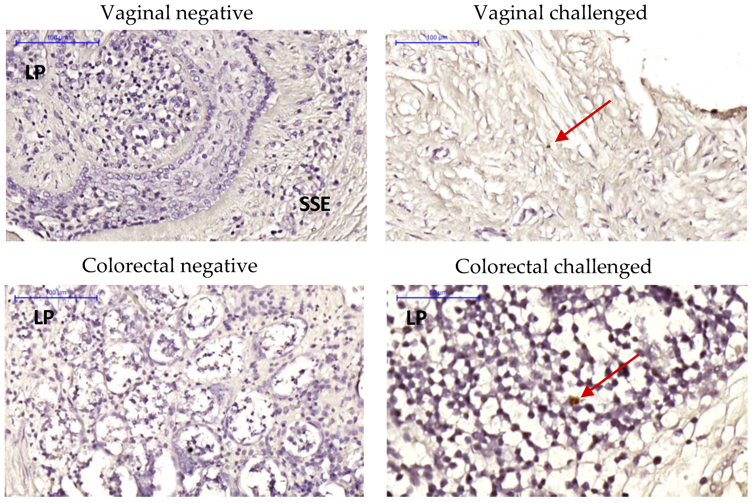 Pathogens 11 01033 g006 Pathogens 11 01033 g006