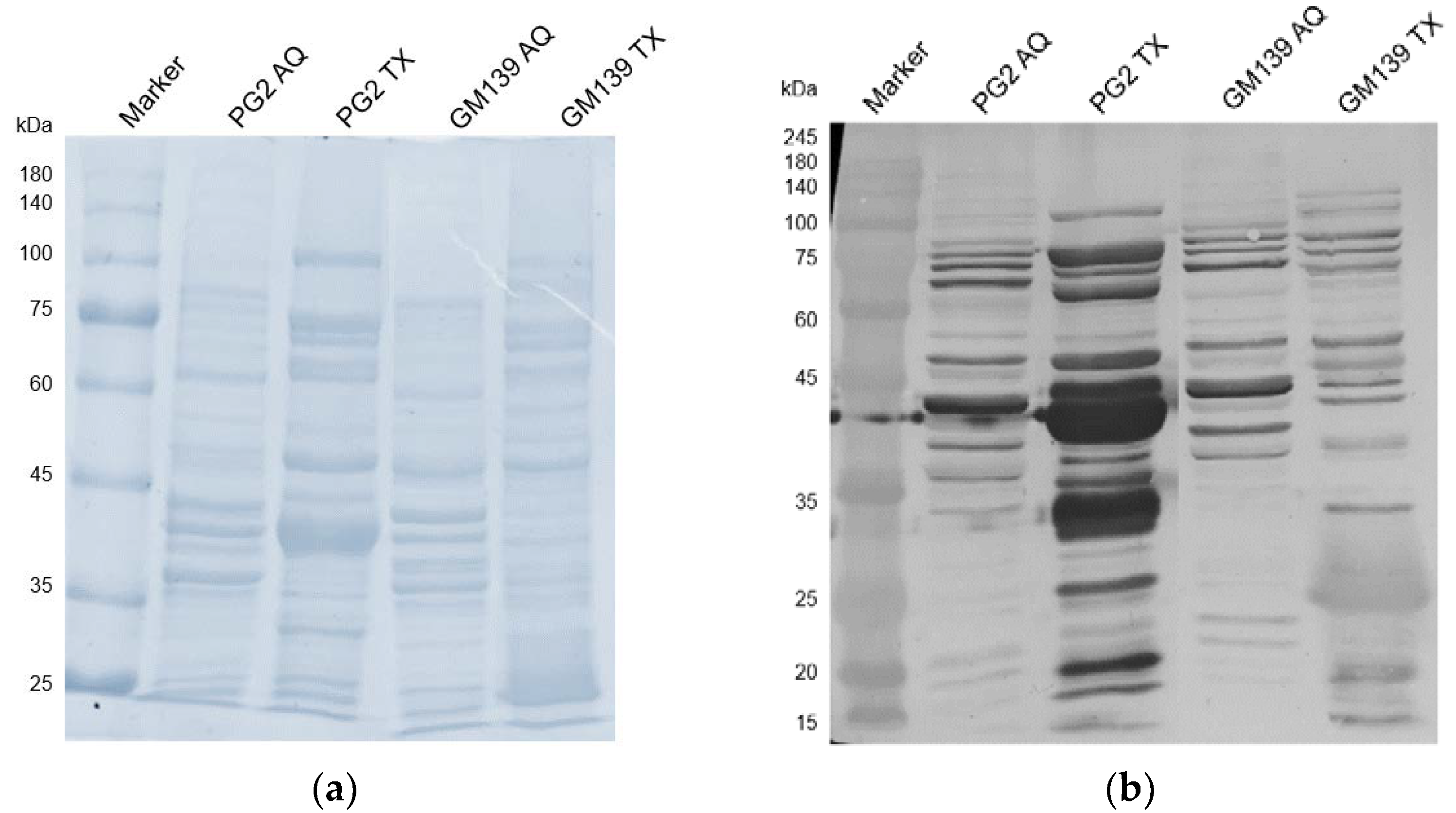 Pathogens 11 01036 g004 Pathogens 11 01036 g004