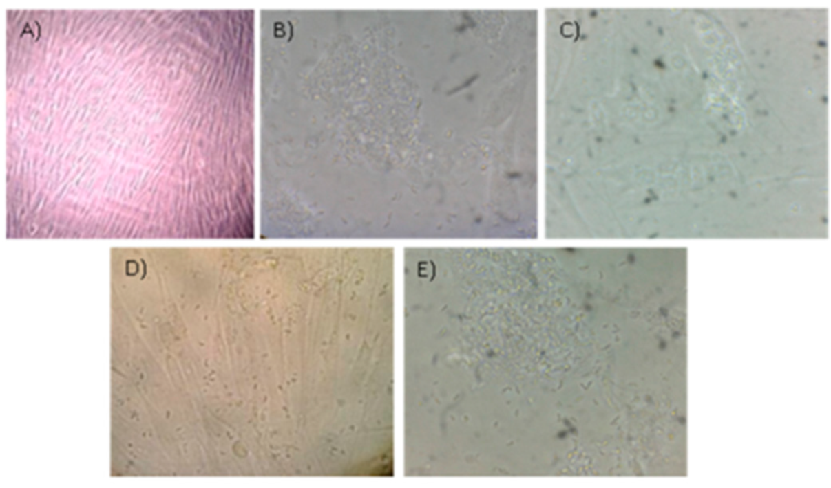 Pathogens 11 01038 g004 550