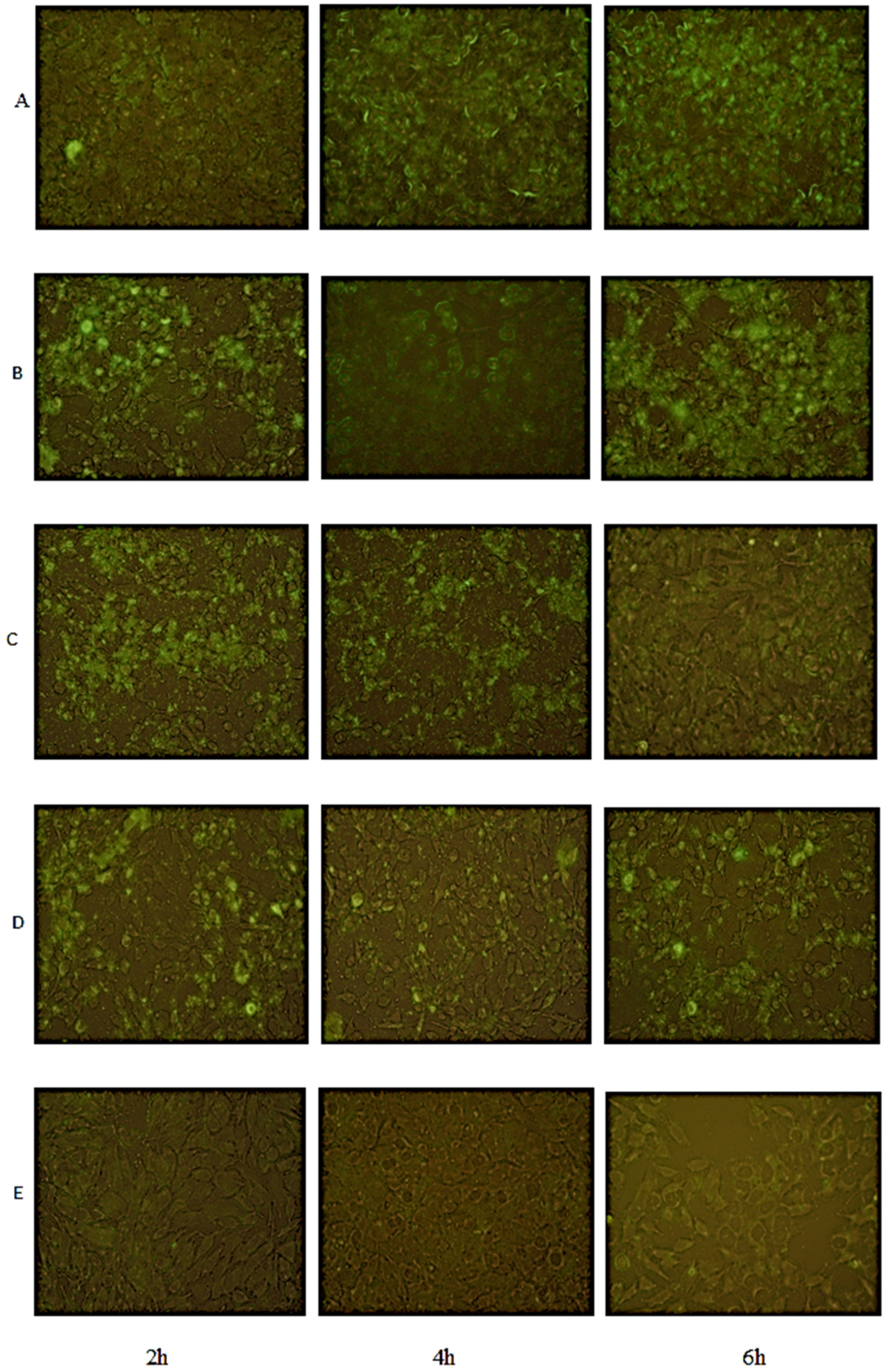 Pathogens 11 01044 g004 550