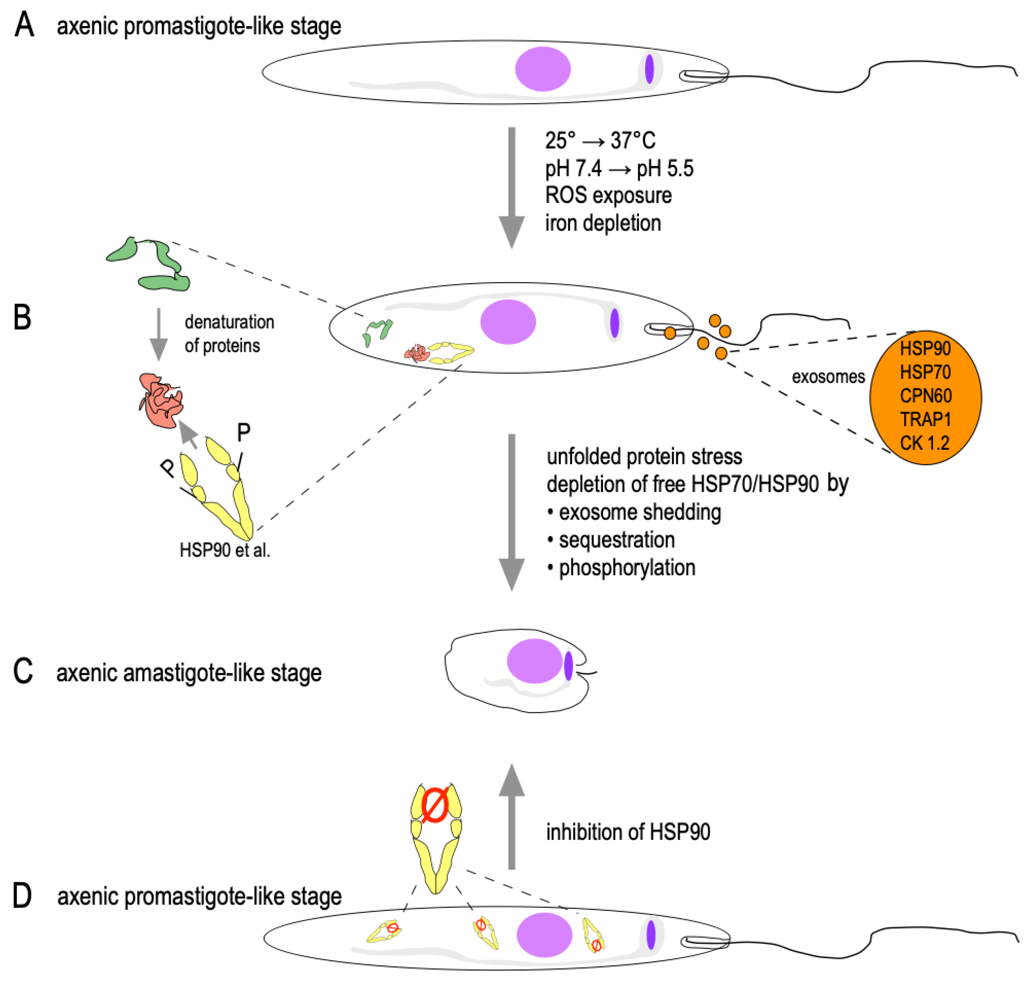 Pathogens | Free Full-Text | Promastigote-to-Amastigote Conversion in  Leishmania spp.&mdash;A Molecular View