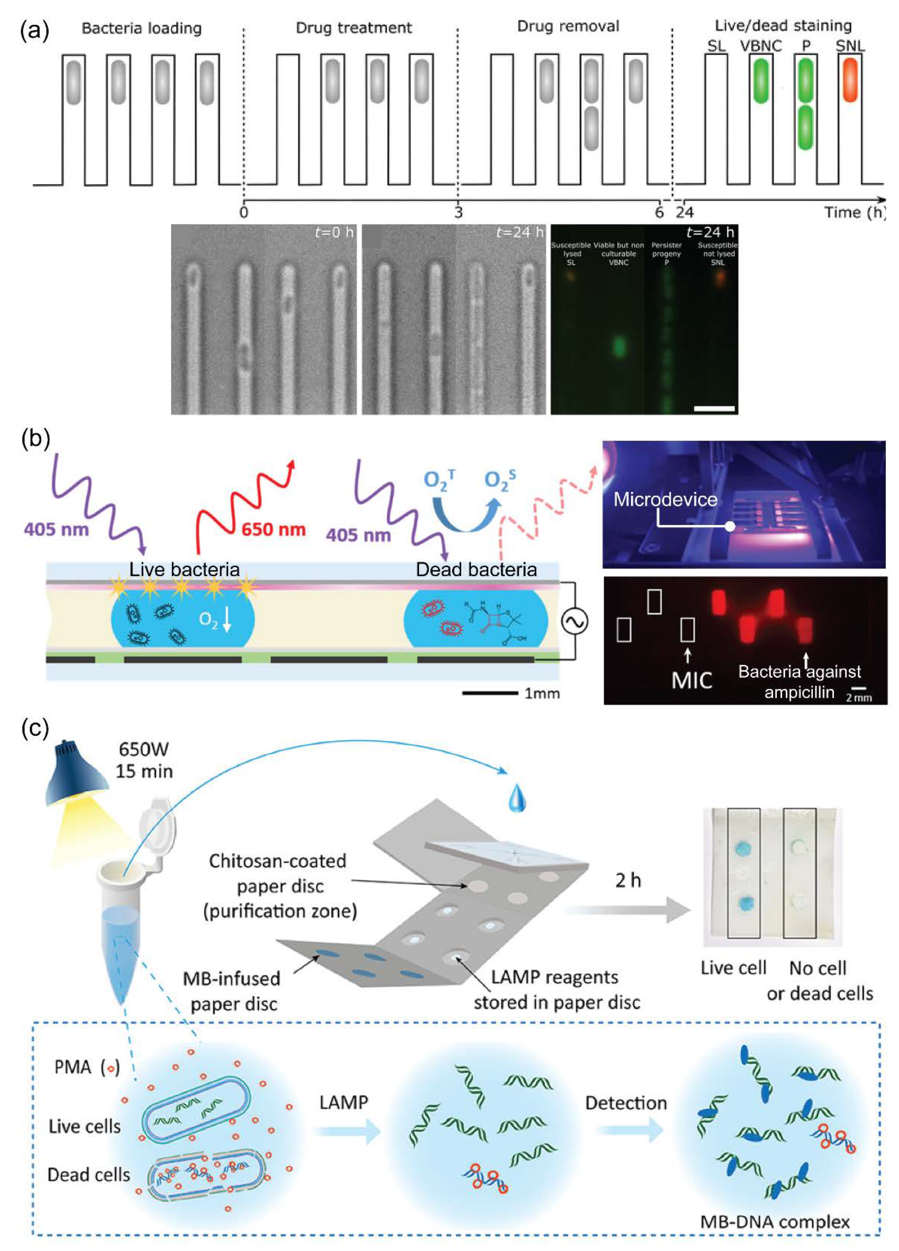 Pathogens 11 01057 g005 Pathogens 11 01057 g005