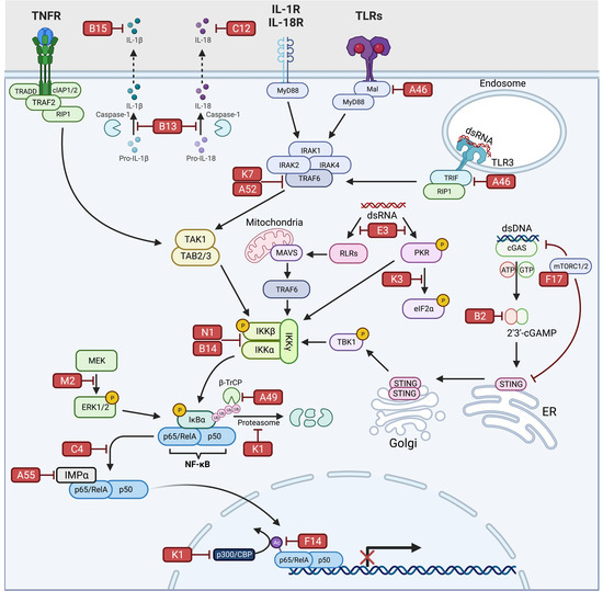 Non-canonical NFκB activation promotes chemokine expression in podocytes