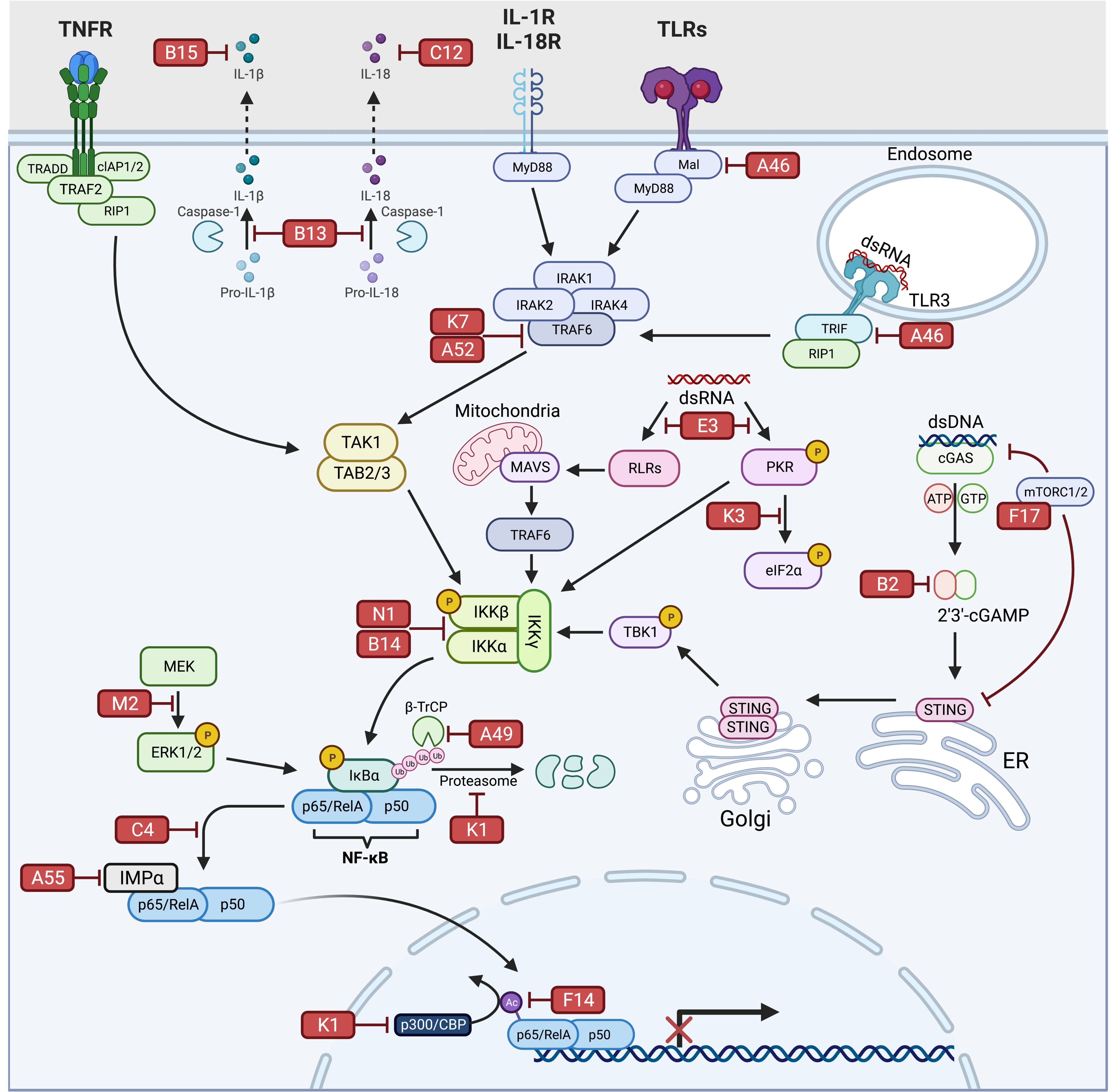 Molecular Factors and Pathways of Hepatotoxicity Associated