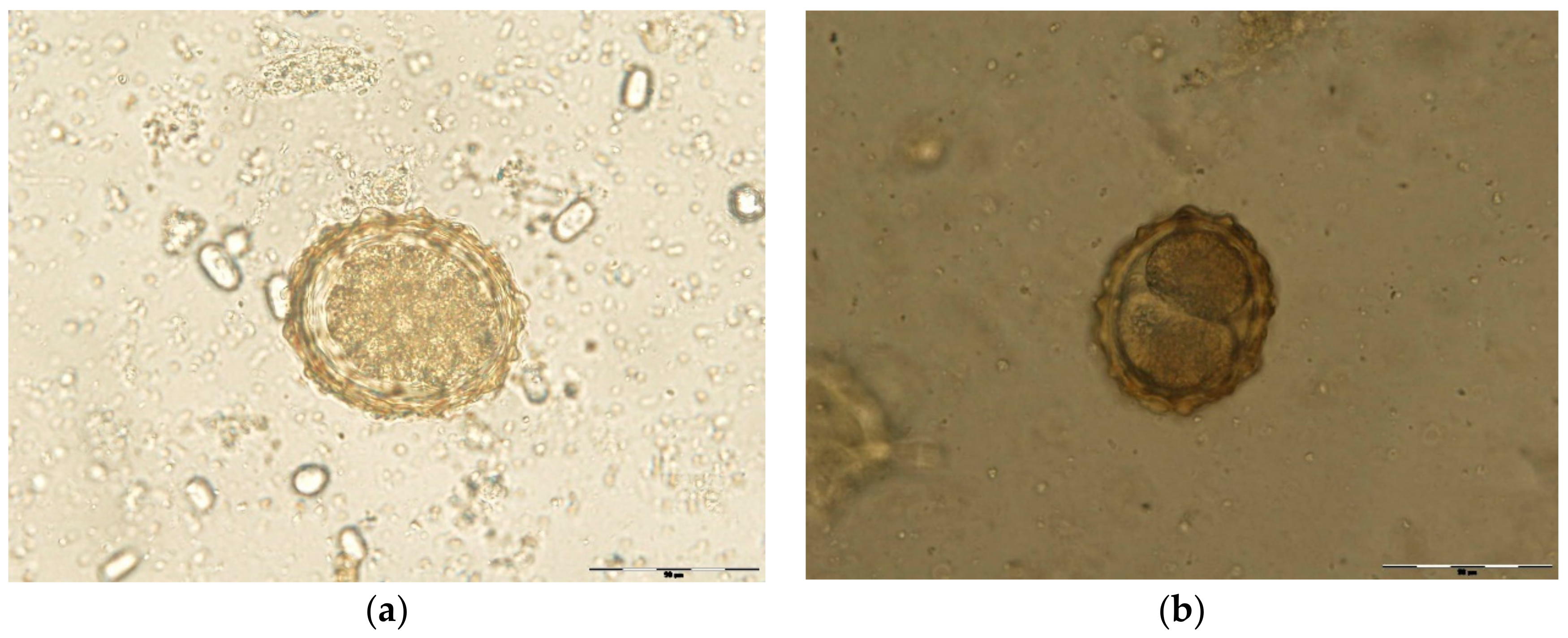 Pathogens 11 01065 g006 Pathogens 11 01065 g006