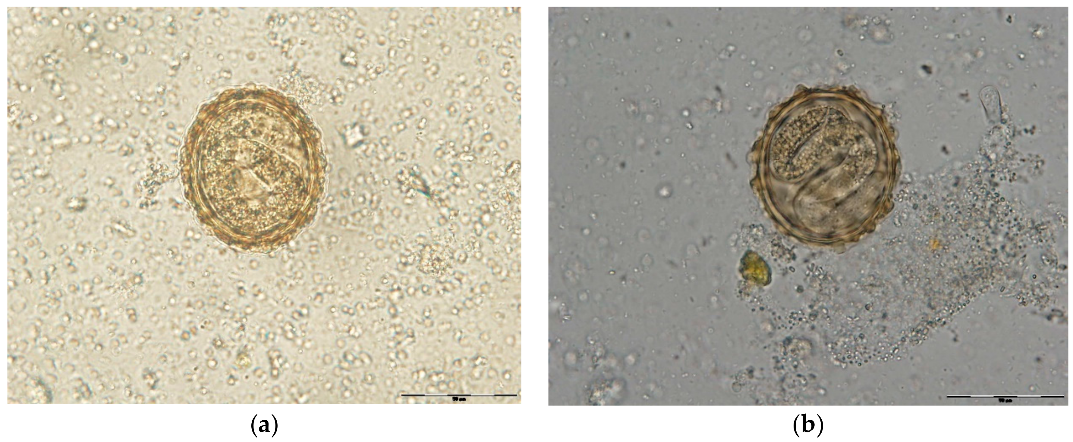 Pathogens 11 01065 g007 Pathogens 11 01065 g007