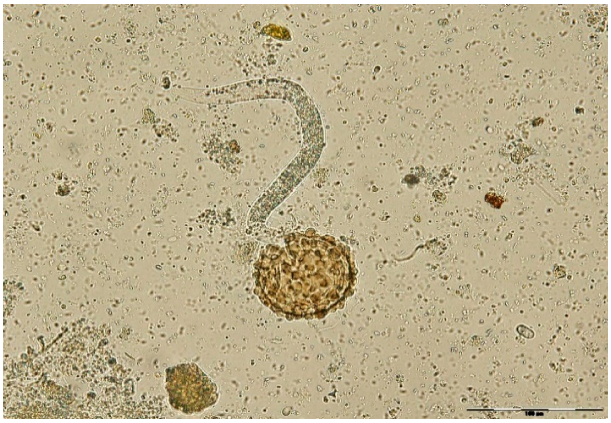 Pathogens 11 01065 g008 Pathogens 11 01065 g008