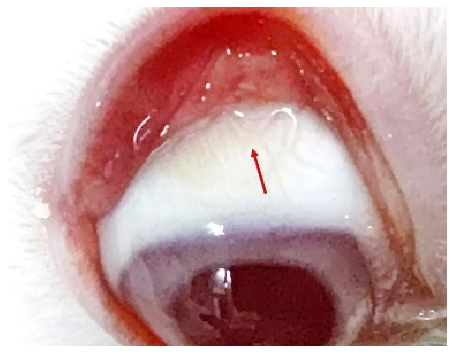 Pathogens 11 01066 g009