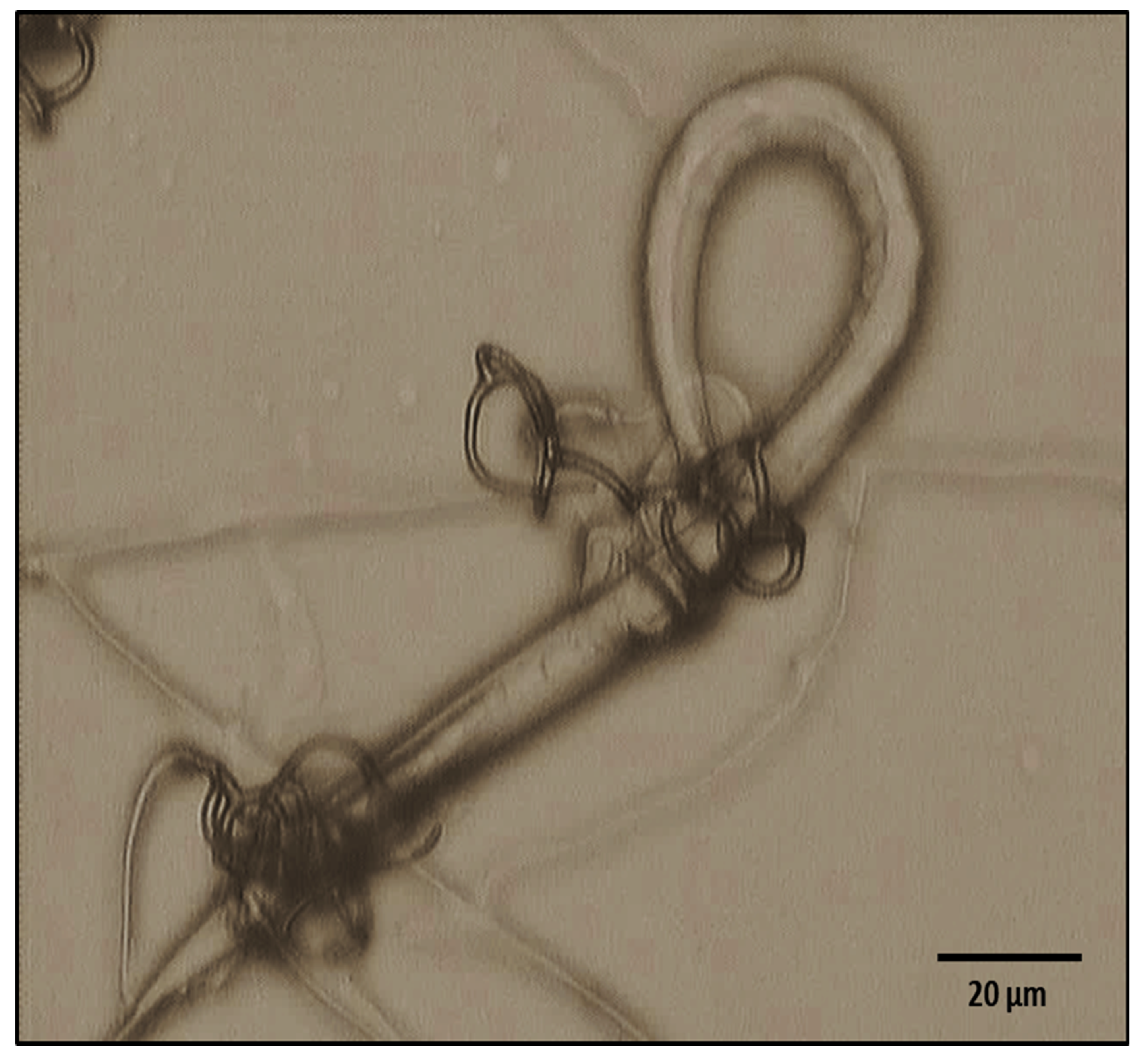 Pathogens 11 01068 g003