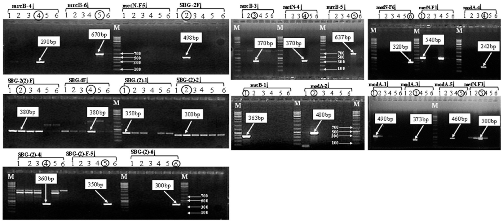 Pathogens 11 01075 g001 Pathogens 11 01075 g001