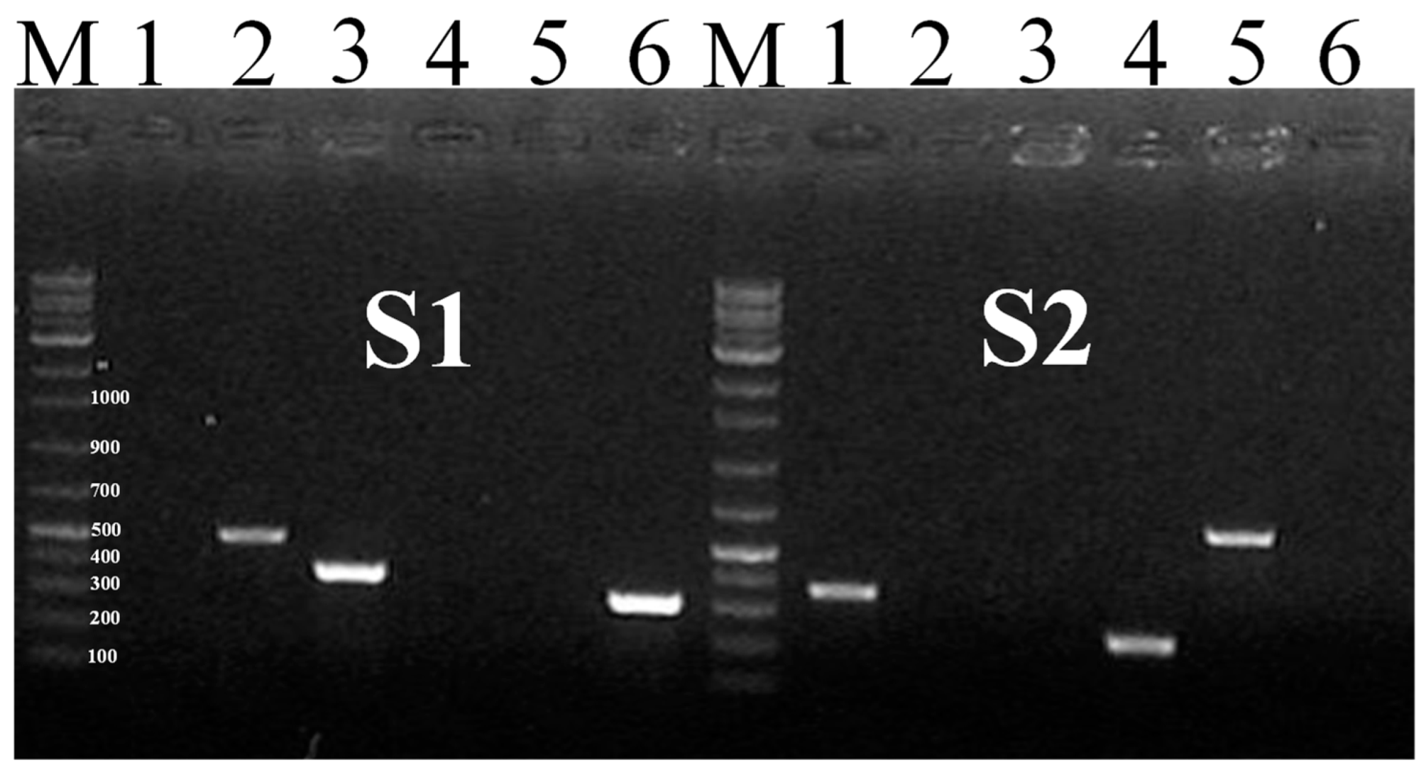 Pathogens 11 01075 g002 Pathogens 11 01075 g002