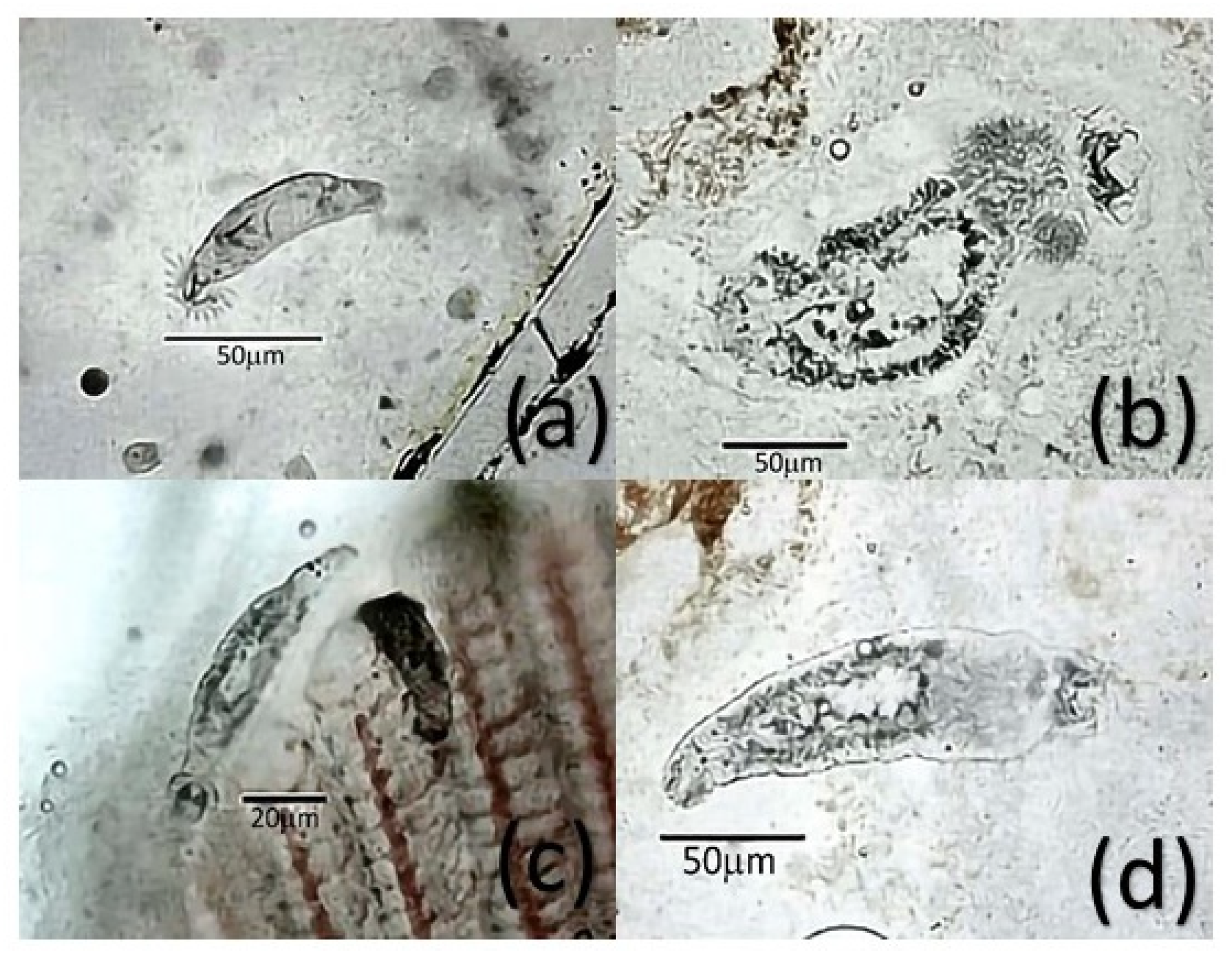 Pathogens 11 01076 g002 Pathogens 11 01076 g002