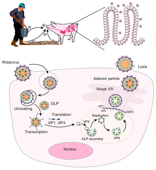 PDF) Case–control study of pathogens involved in piglet diarrhea