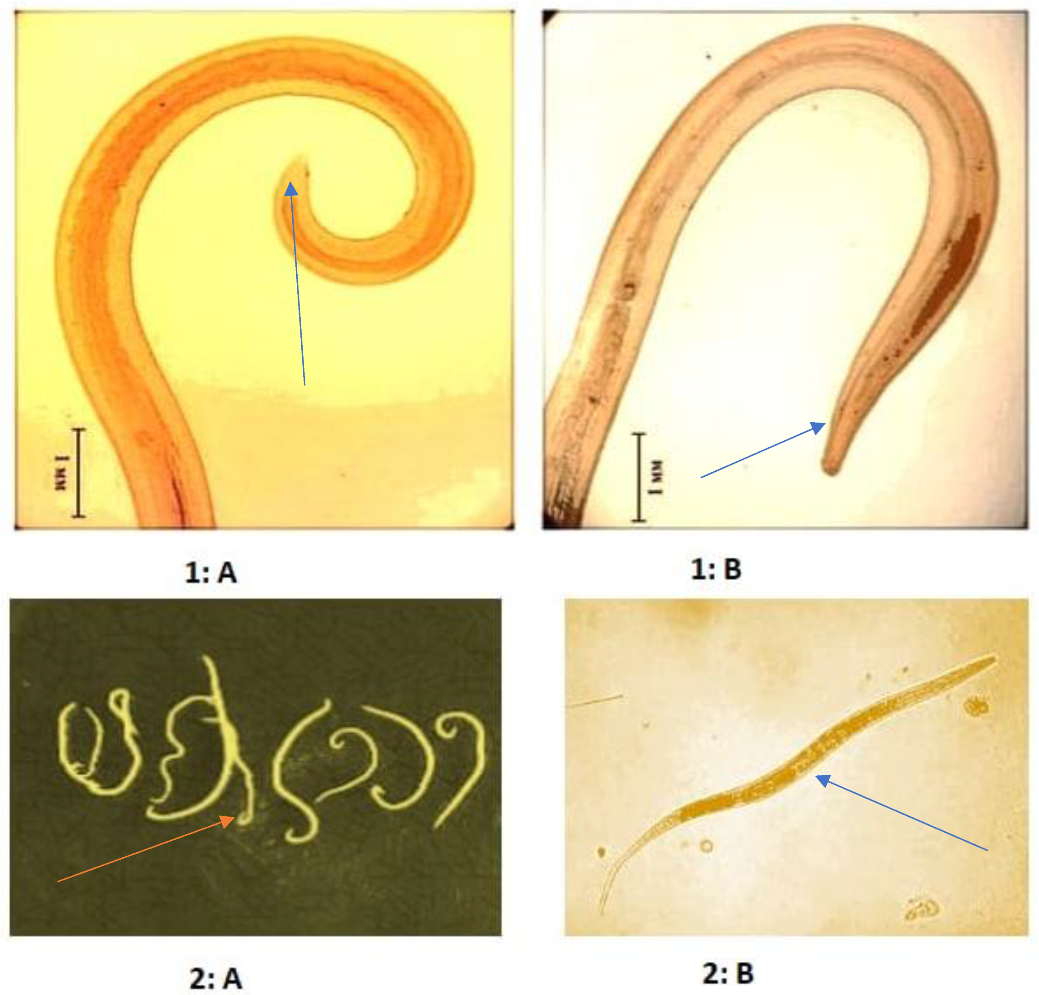 Pathogens 11 01085 g002 Pathogens 11 01085 g002