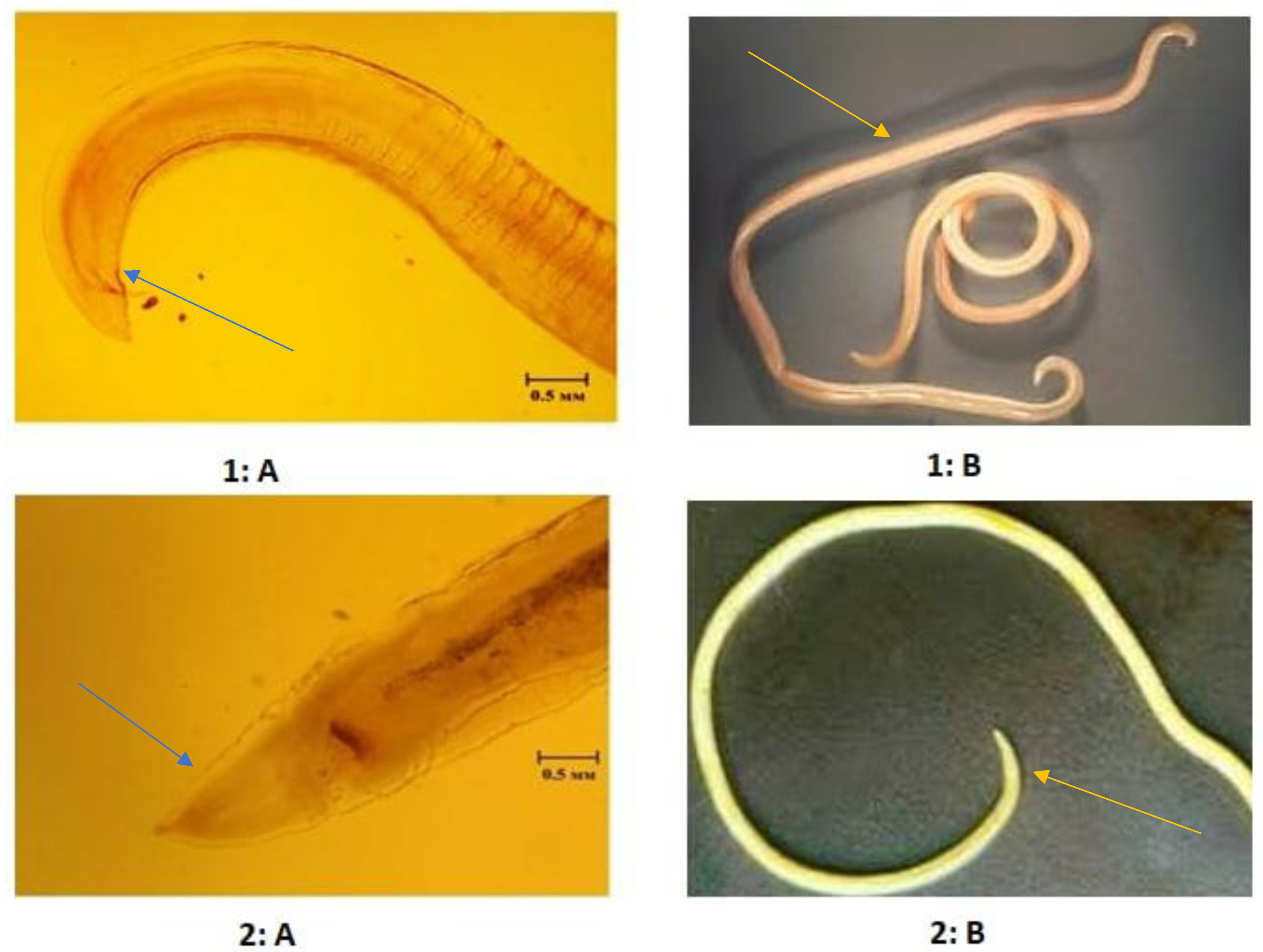 Pathogens 11 01085 g003 Pathogens 11 01085 g003