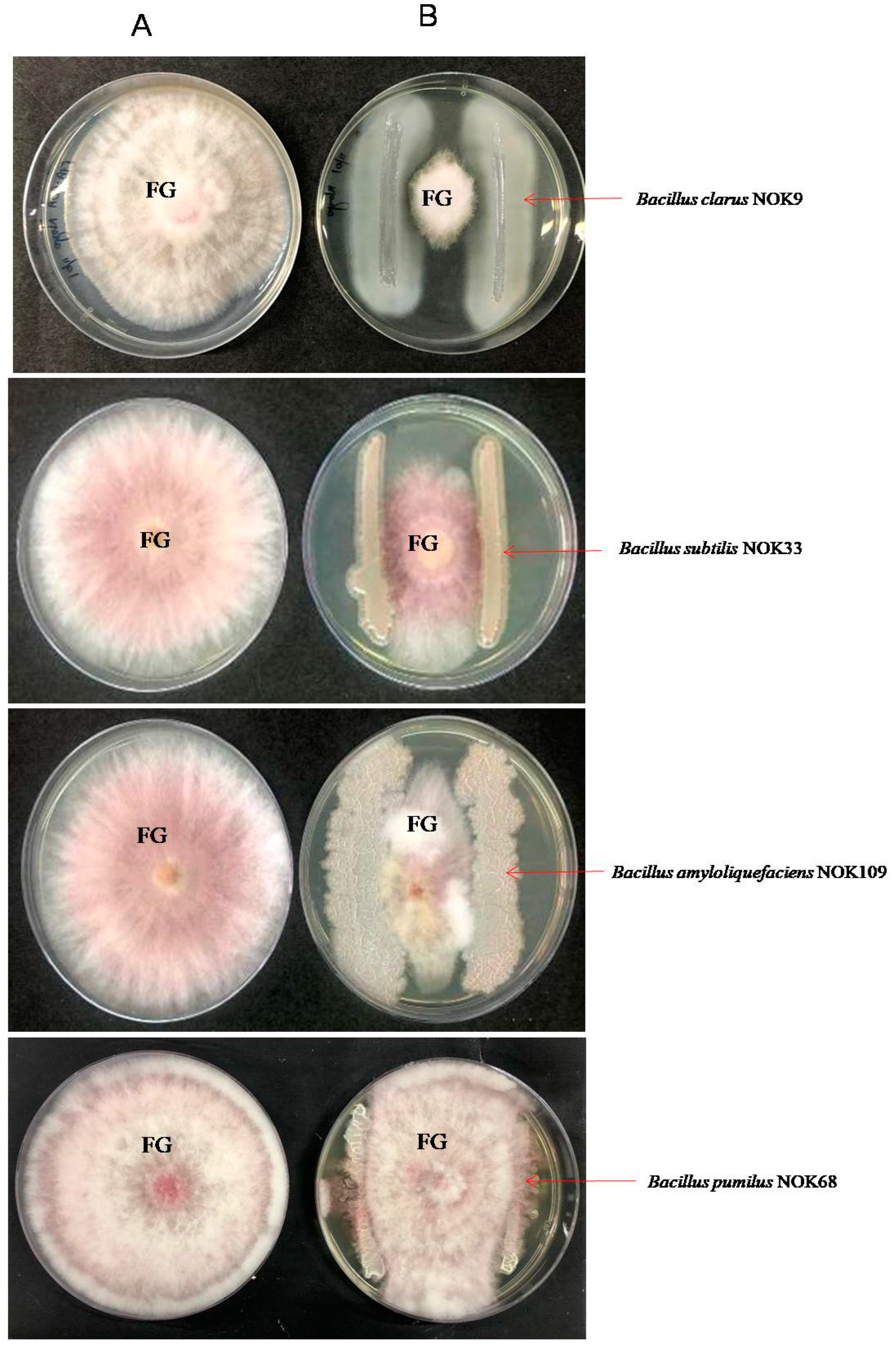 Pathogens 11 01088 g006 Pathogens 11 01088 g006