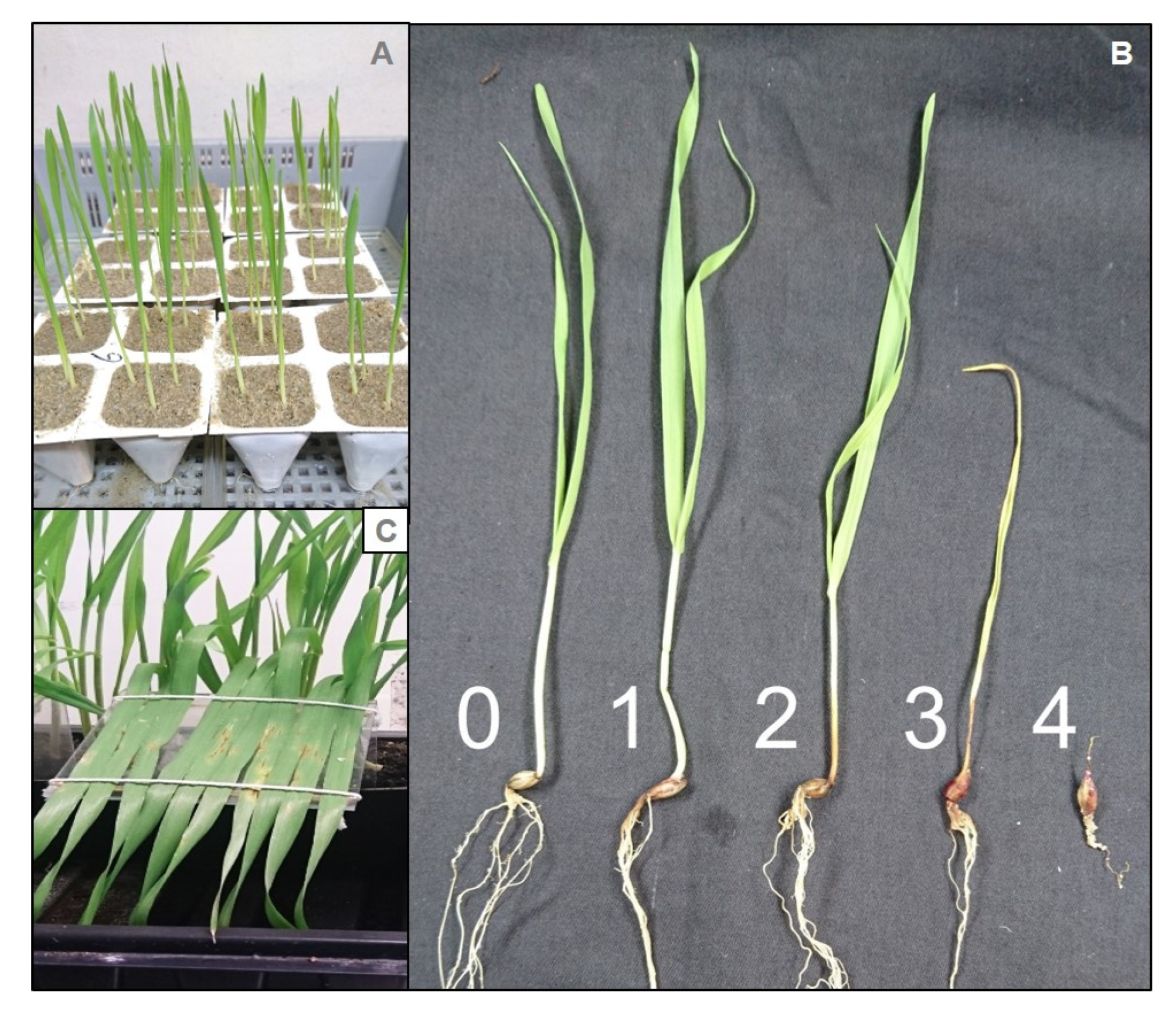 Pathogens 11 01097 g004 Pathogens 11 01097 g004