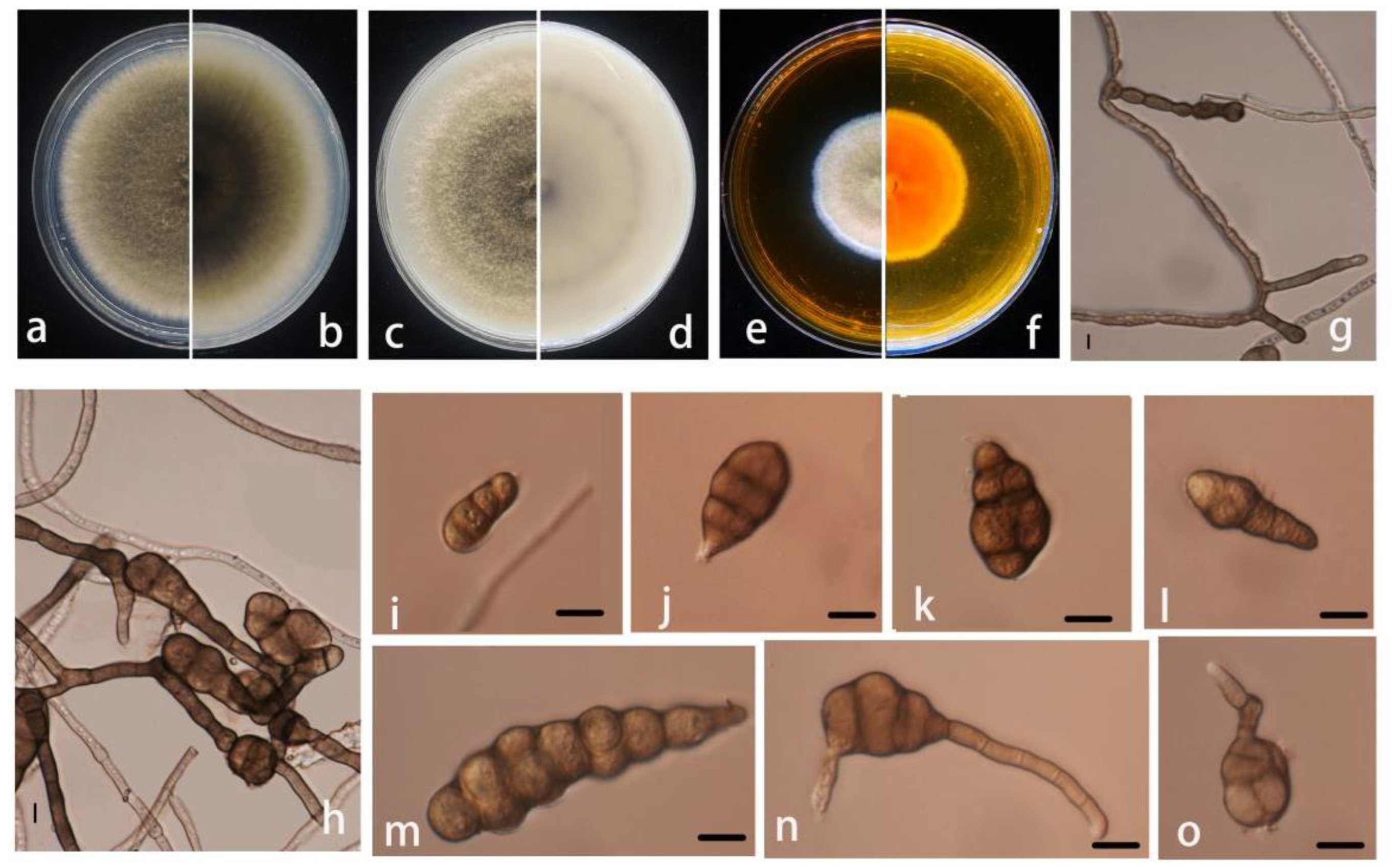 Pathogens 11 01105 g003 Pathogens 11 01105 g003