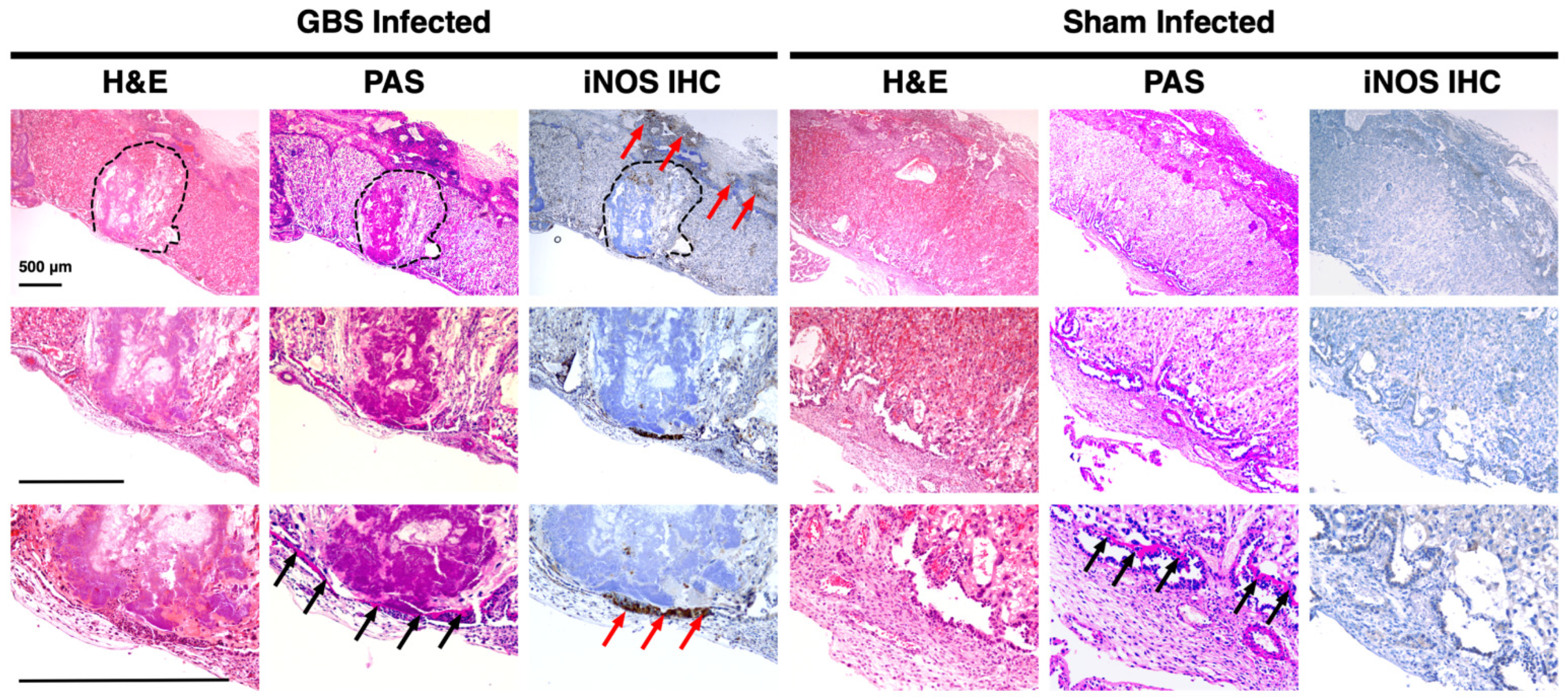Pathogens 11 01115 g003 Pathogens 11 01115 g003