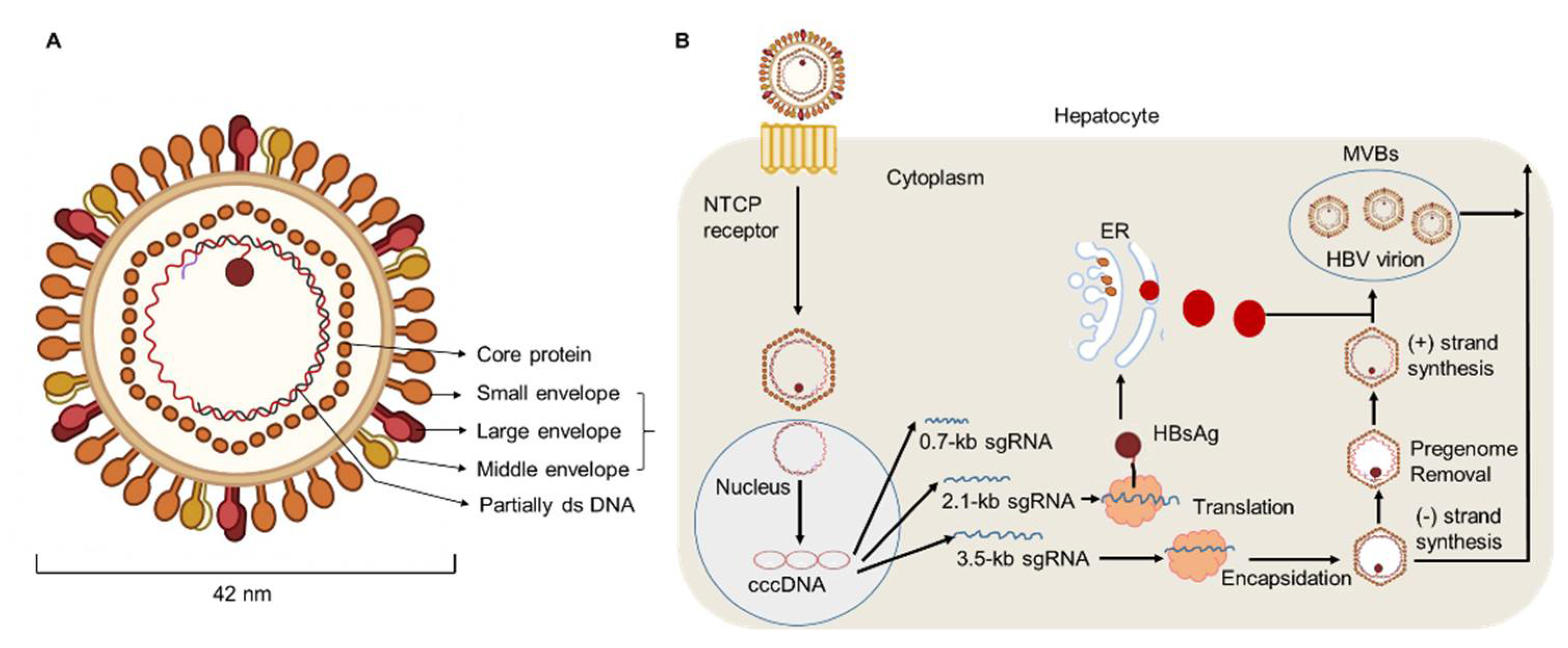 Pathogens 11 01116 g001 550