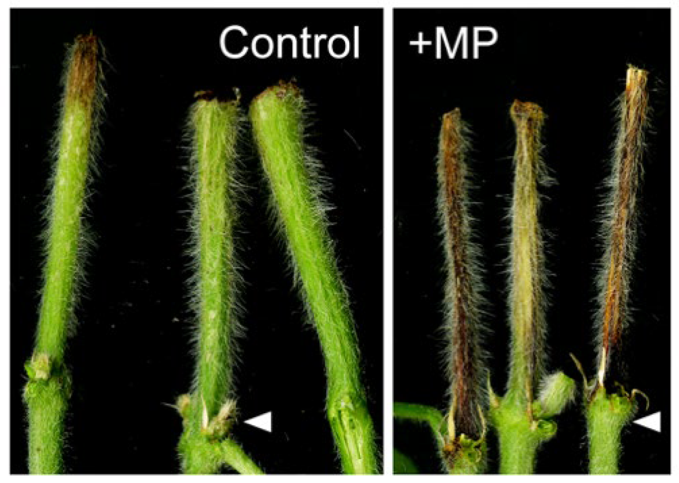 Pathogens 11 01117 g001 Pathogens 11 01117 g001