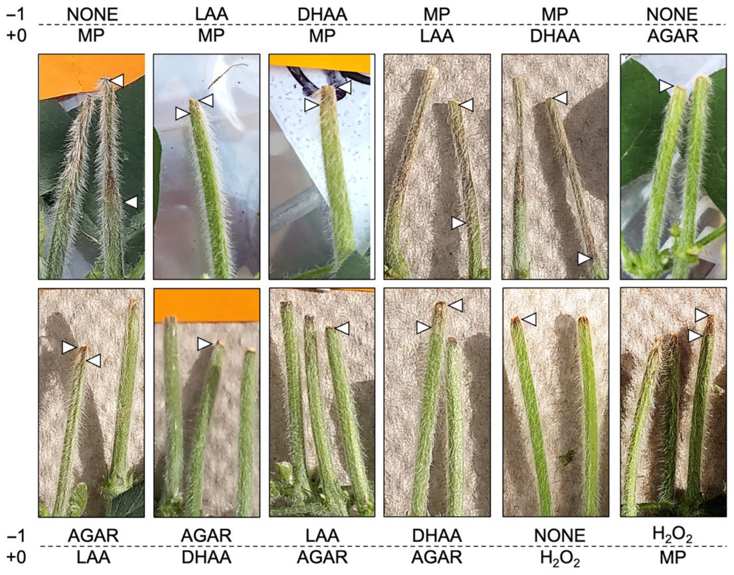 Pathogens 11 01117 g006 Pathogens 11 01117 g006