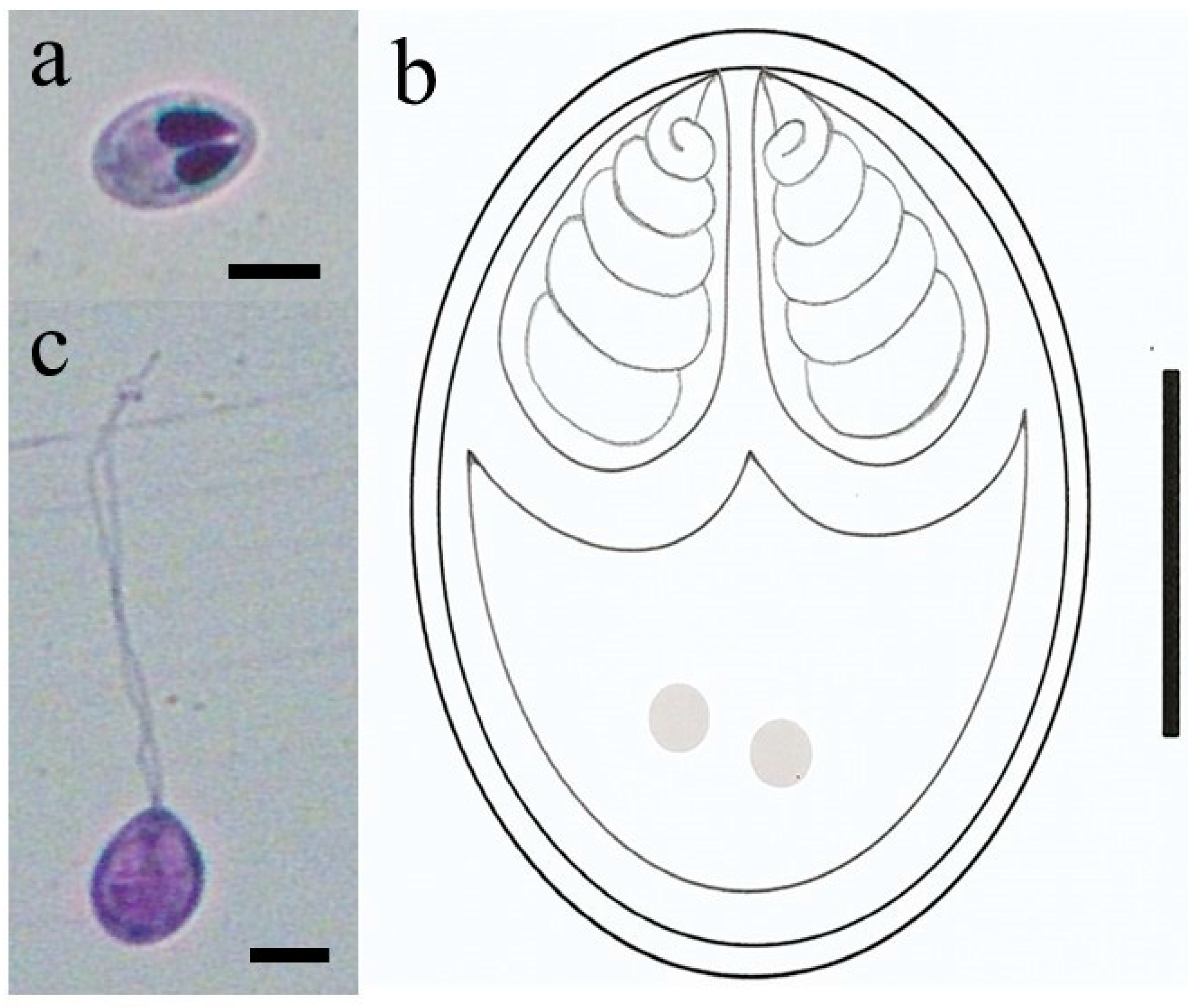 Pathogens 11 01119 g002 550
