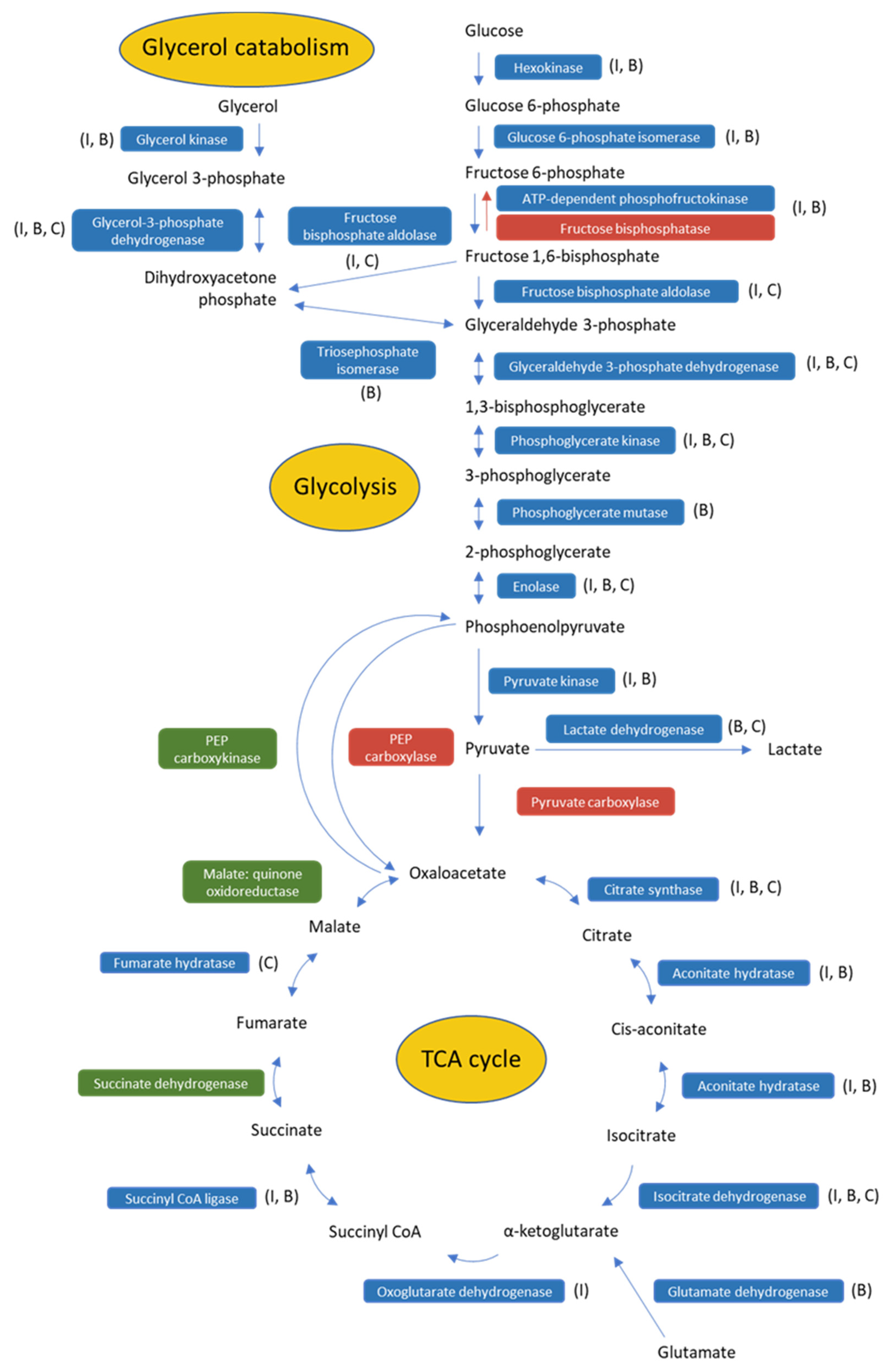 Pathogens 11 01135 g002