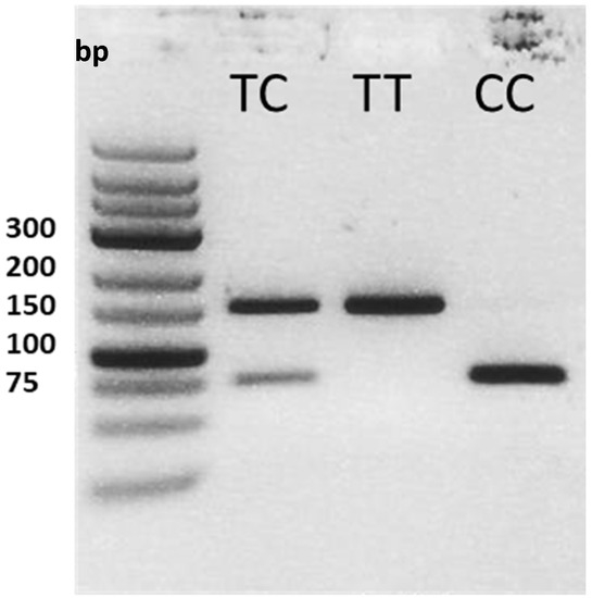 Rivvia Projects × PGC VV PGC M/NECK RASH Rivvia Projects × PGC VV PGC M/NECK RASH SS（Tシャツ/カットソー